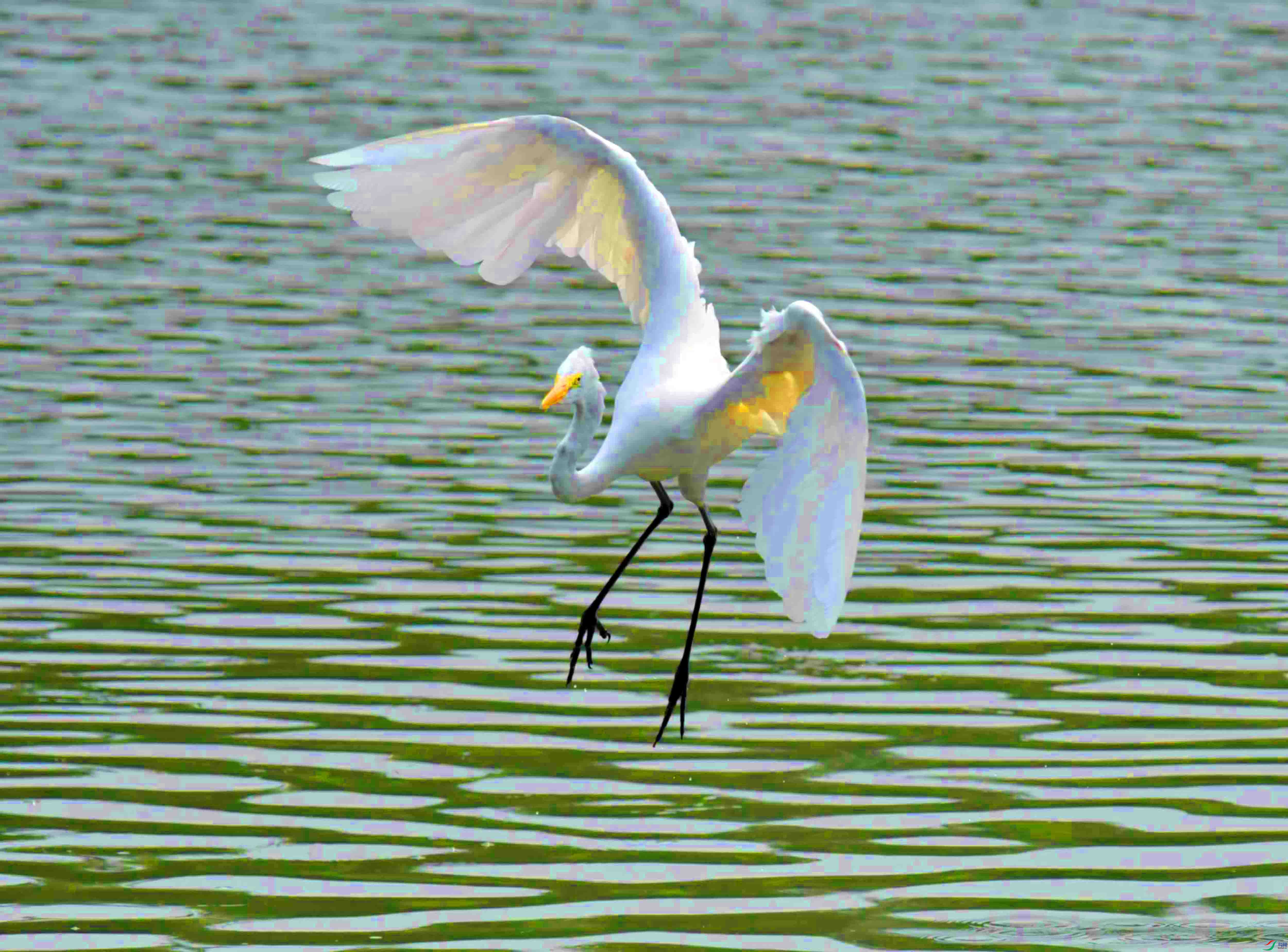 DSC_6894.JPG
