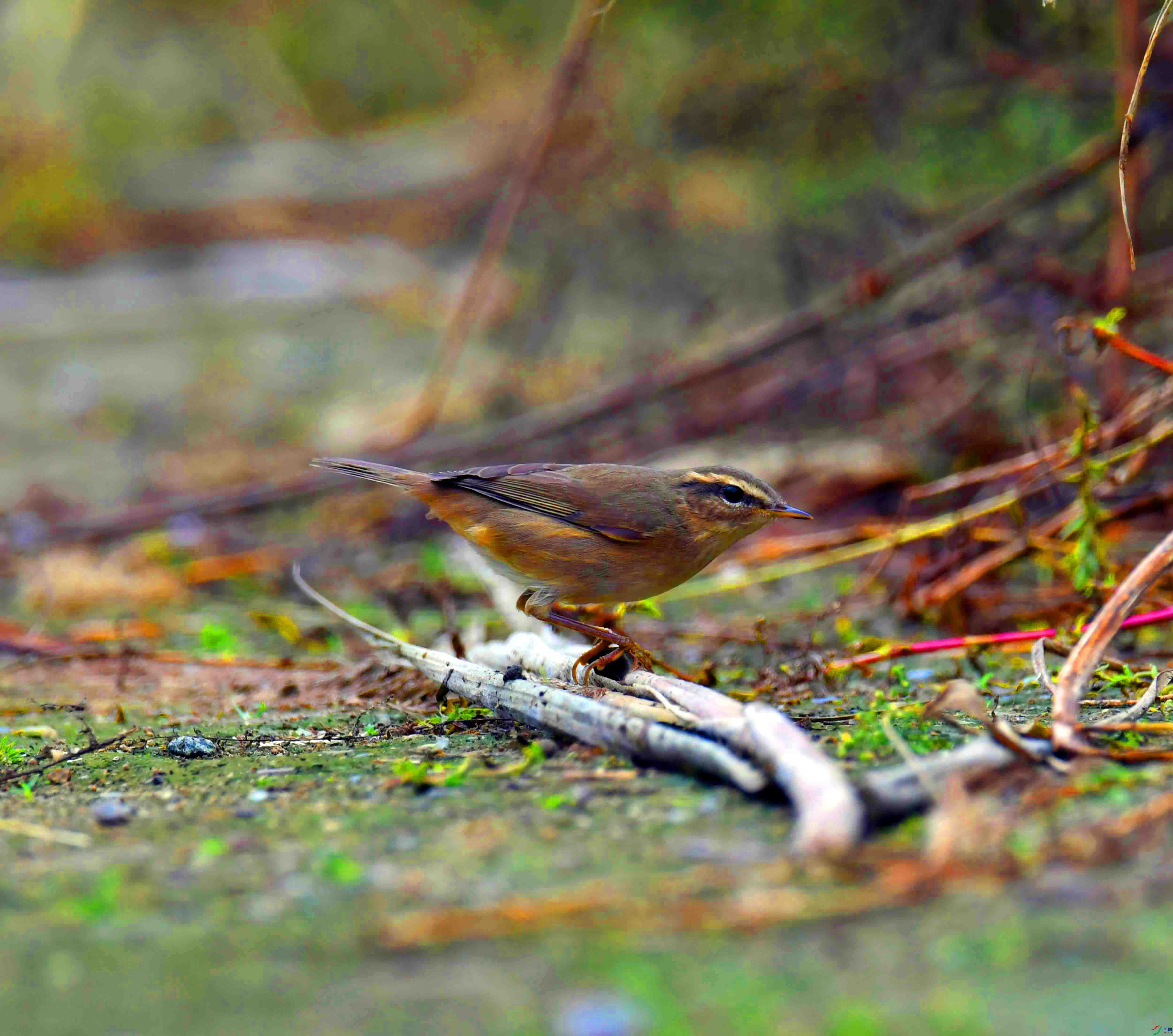 DSC_7166.JPG