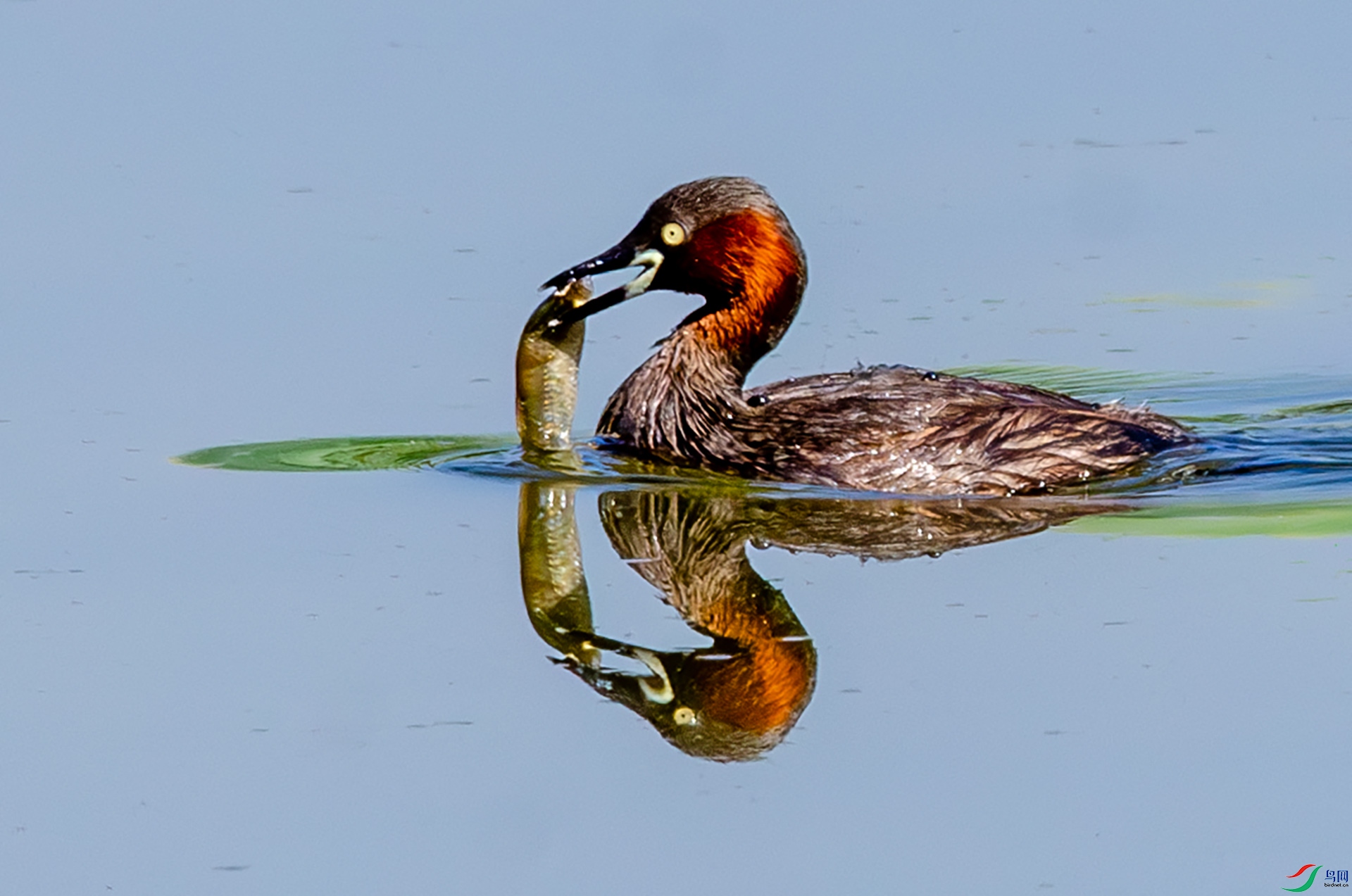 DSC_4373-����ǿ-NR ����.jpg