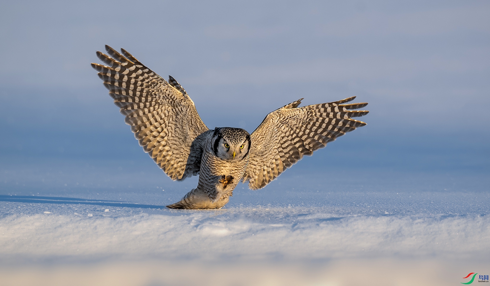 DSC_0885-����ǿ-NR ����x ����z.jpg