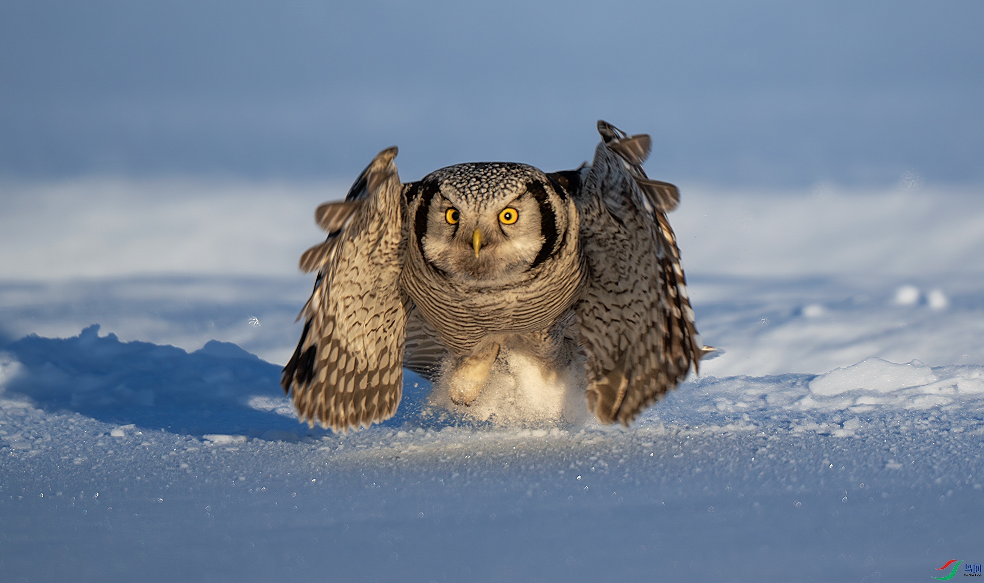 DSC_0863-����ǿ-NR ����z.jpg