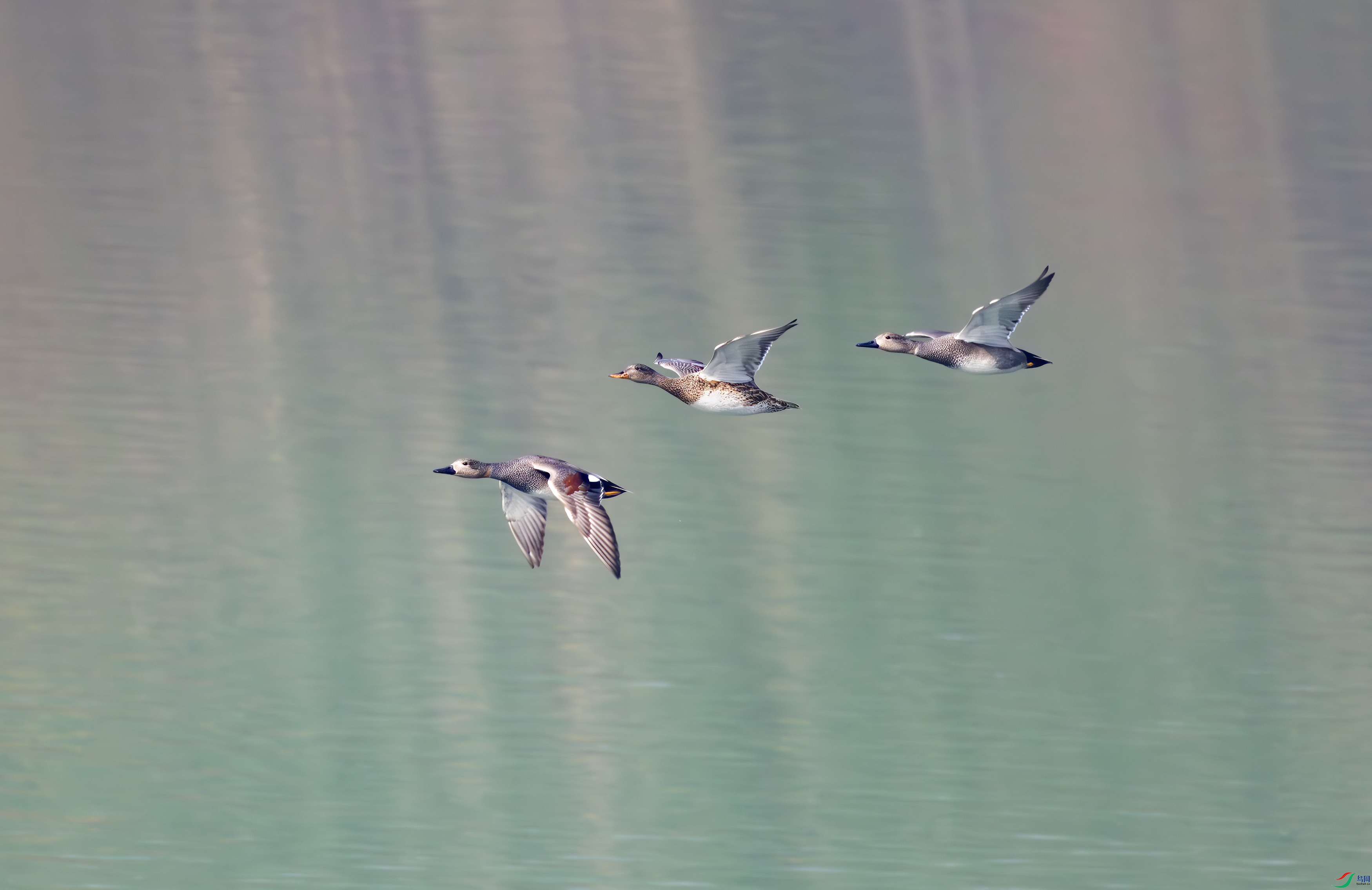 2I1A0234-����ǿ-NR ����-1.jpg