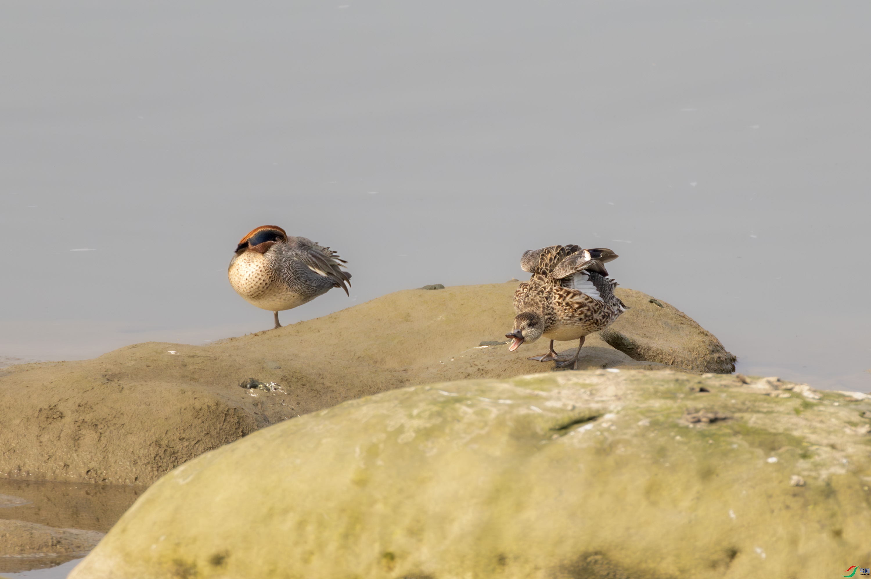 2I1A1595-����ǿ-NR ����.jpg