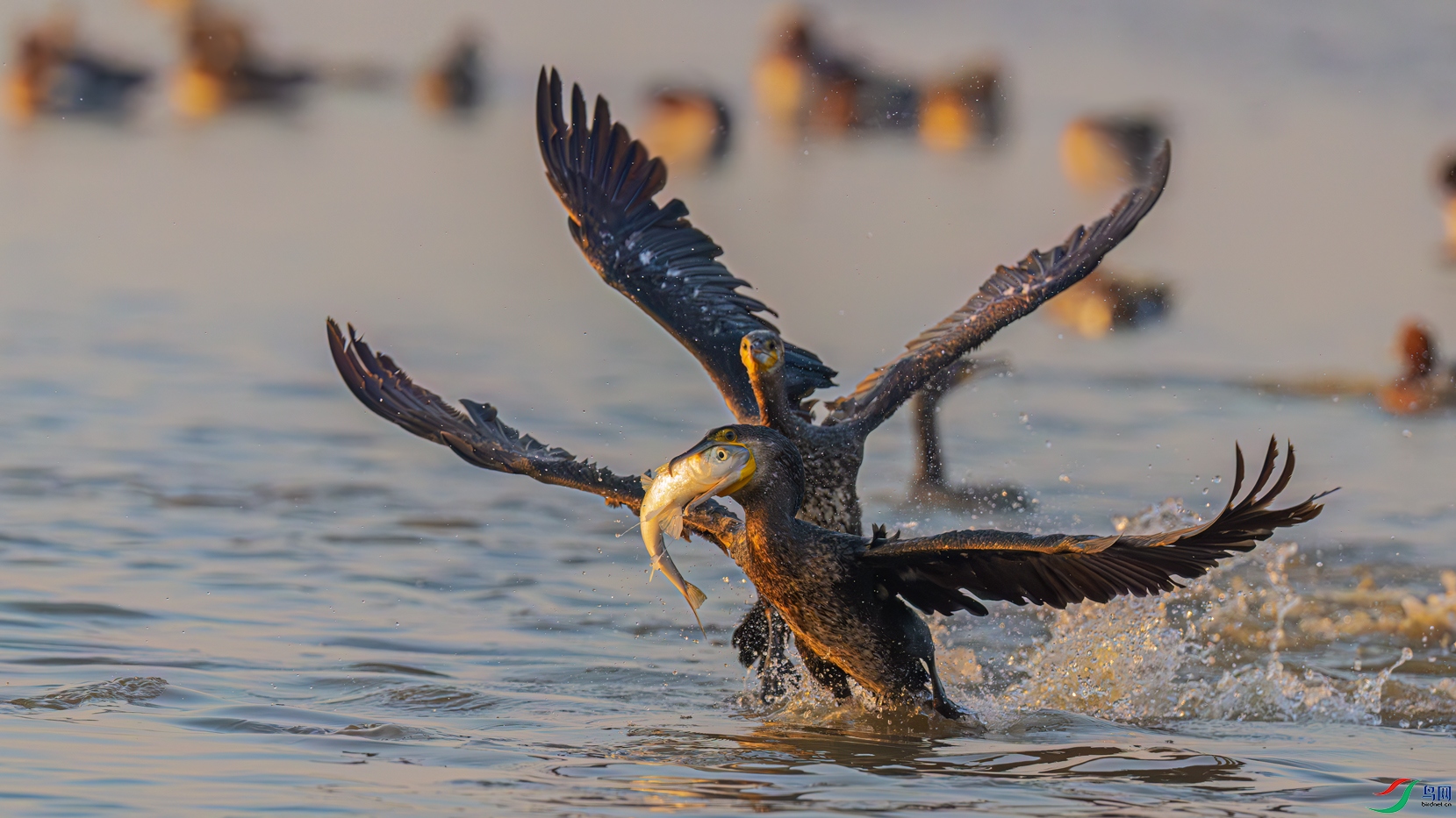 �������粨��