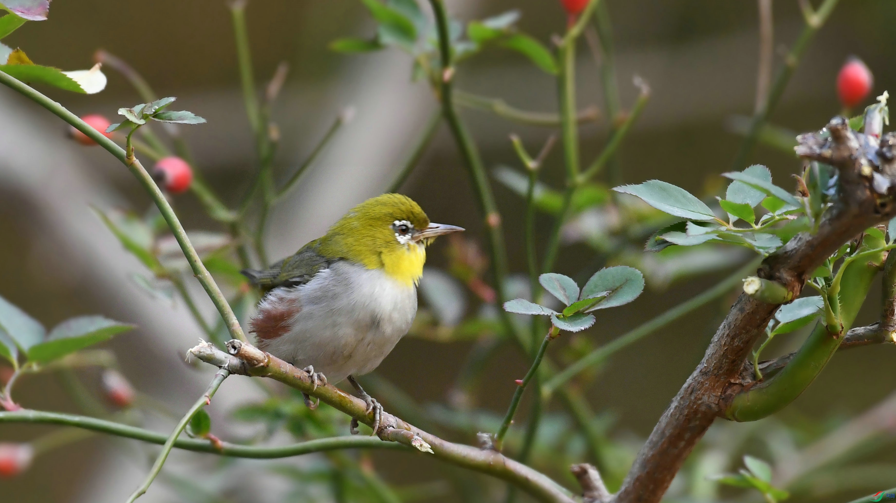 DSC_2292.JPG