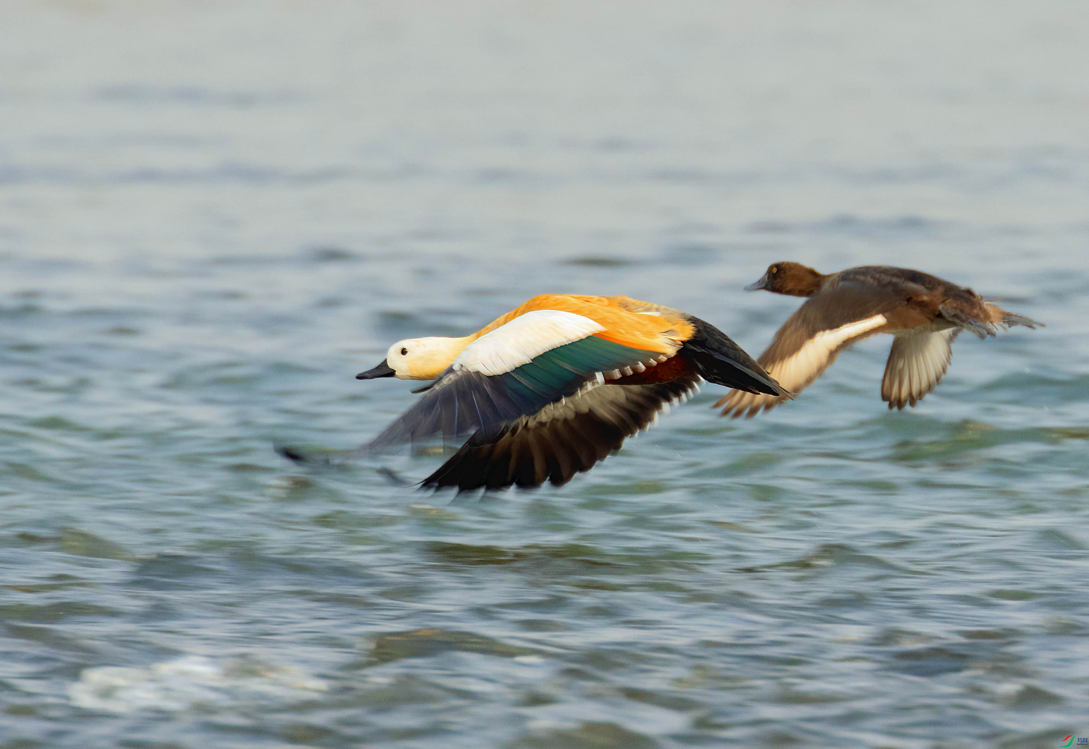 C87A0899 ���� 2.jpg