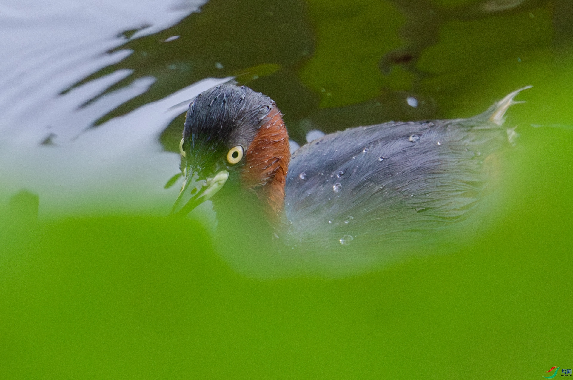 DSC_4489-����ǿ-NR ����.jpg