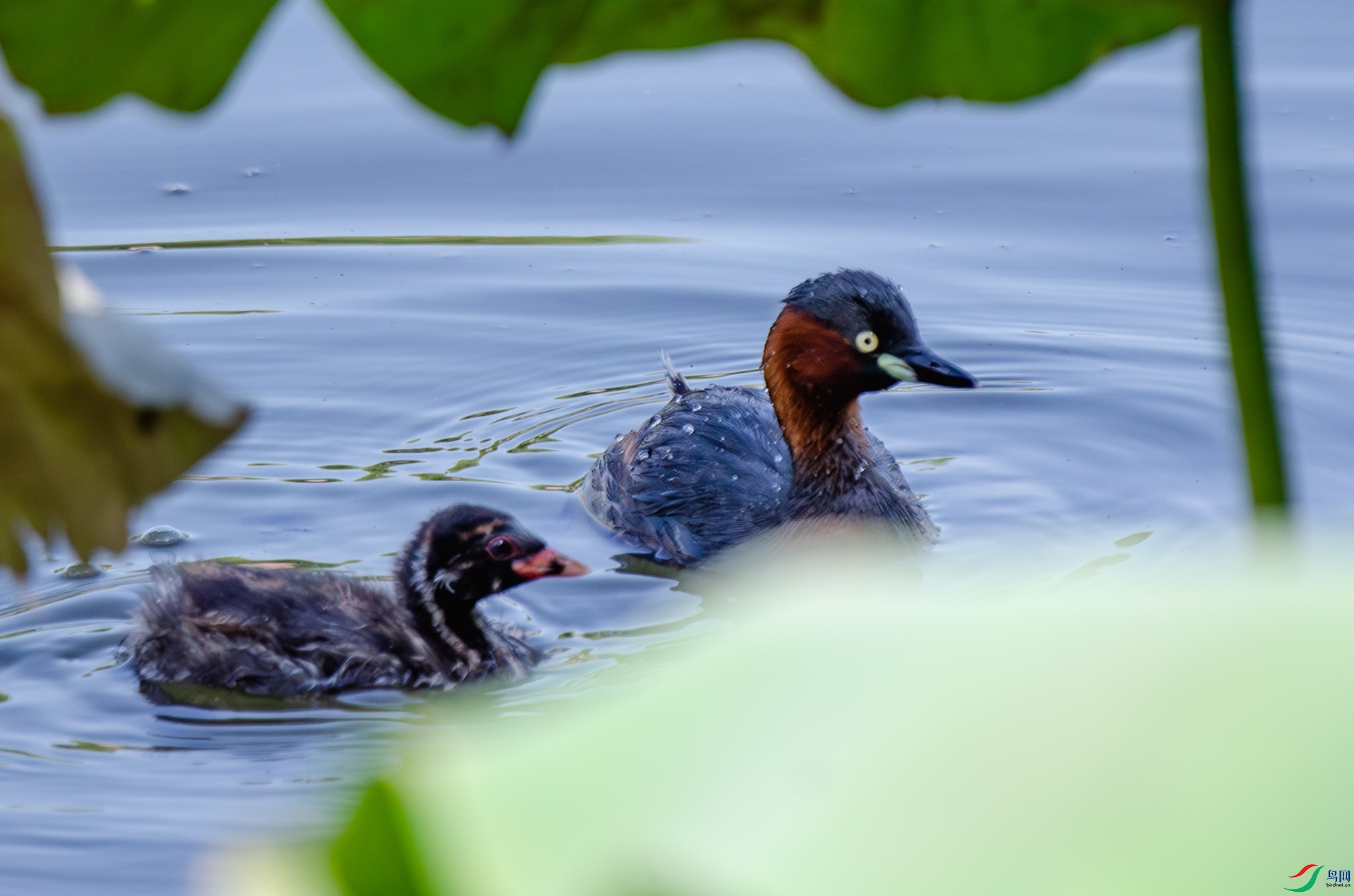 DSC_4659-����ǿ-NR ����.jpg