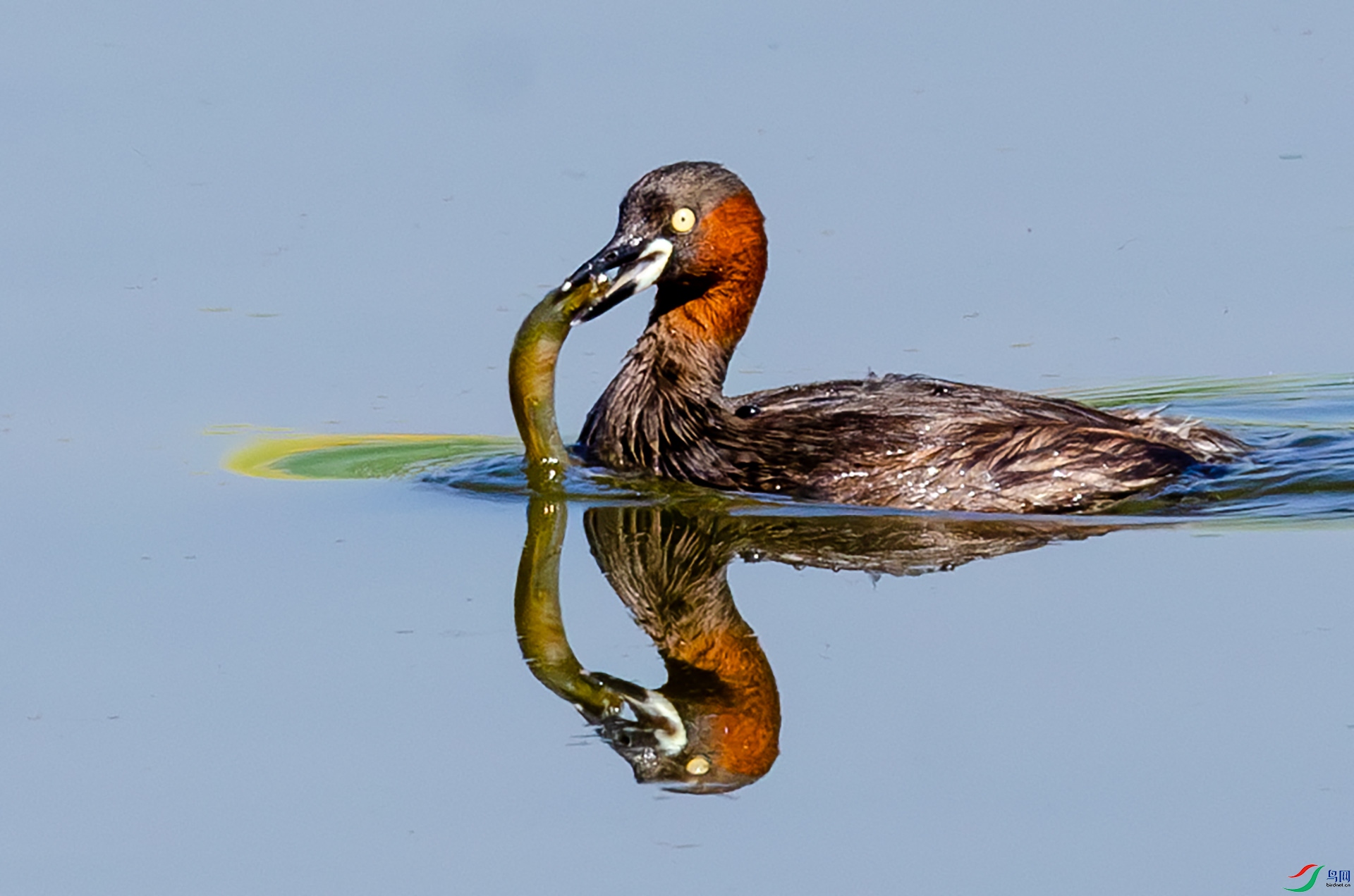 DSC_4375-����ǿ-NR ����.jpg