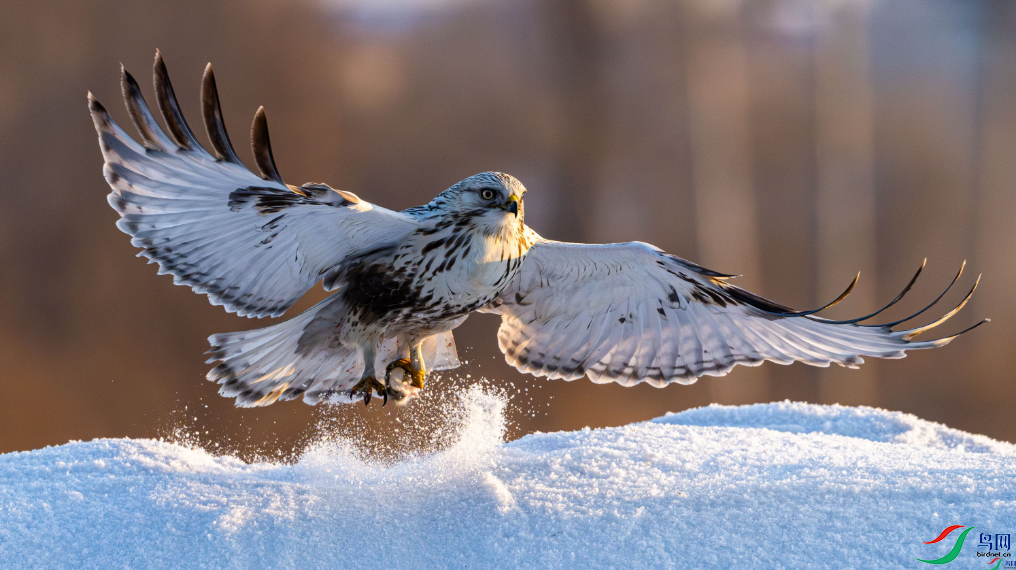 �ɸ��� ë������ٻ���Ӱʦ�����