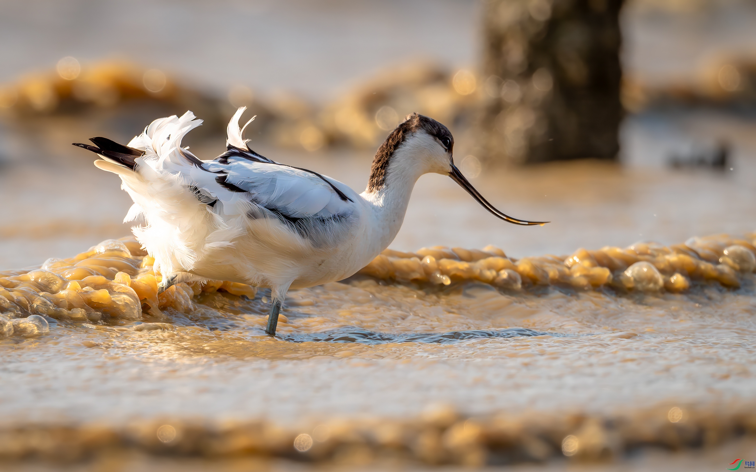 DSC_1317-����ǿ-NR ����.jpg