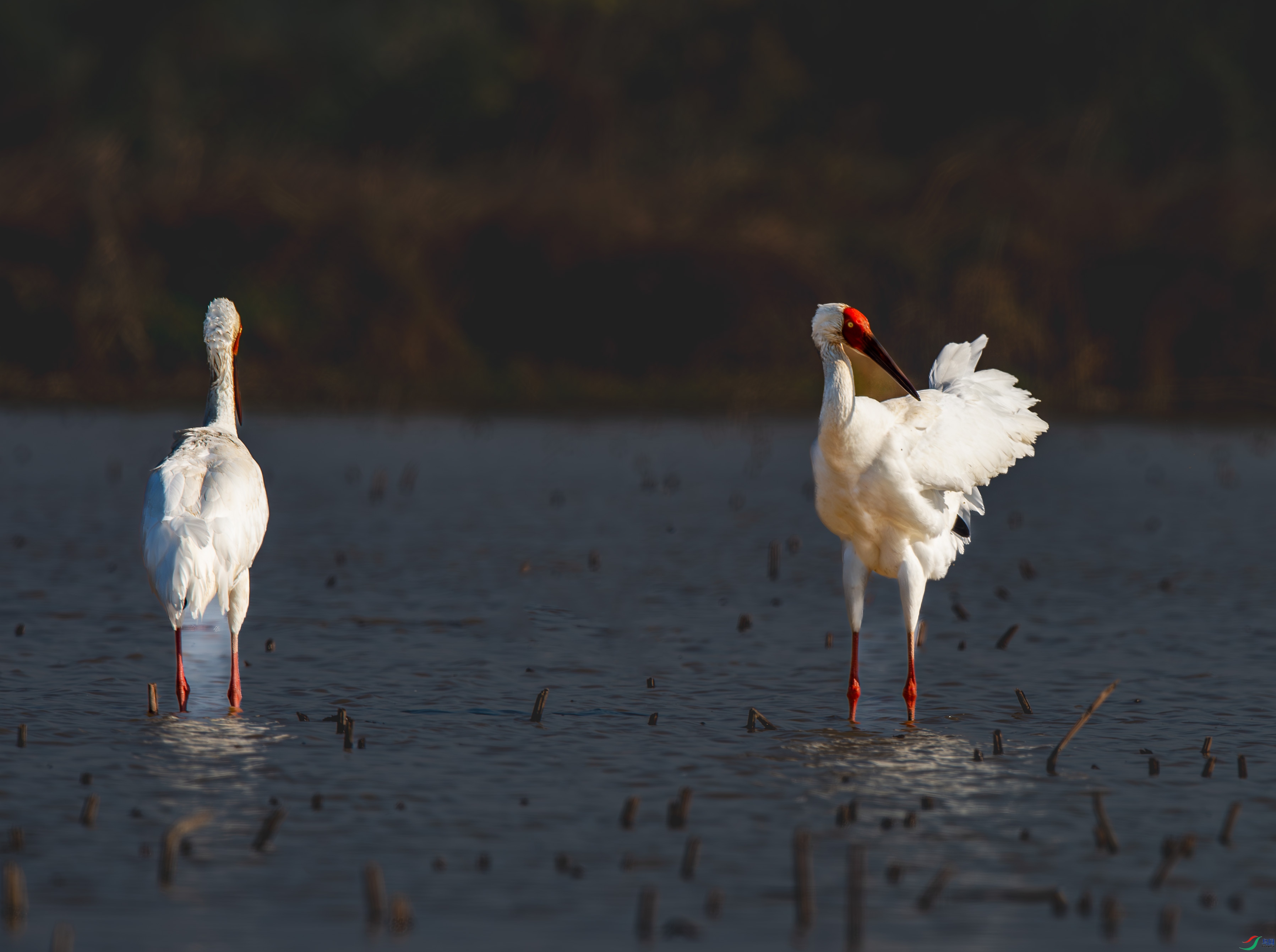 DSC_3154-����ǿ-NR ����.jpg