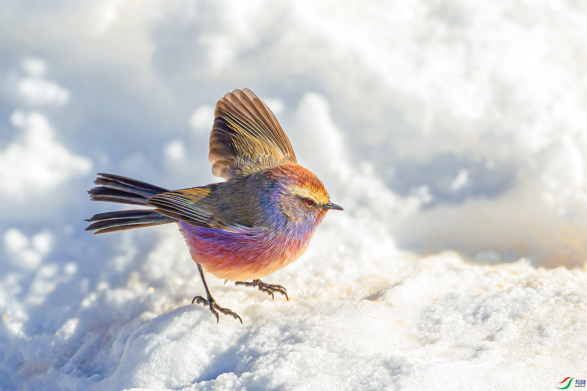 DSC_3603 ����.jpg