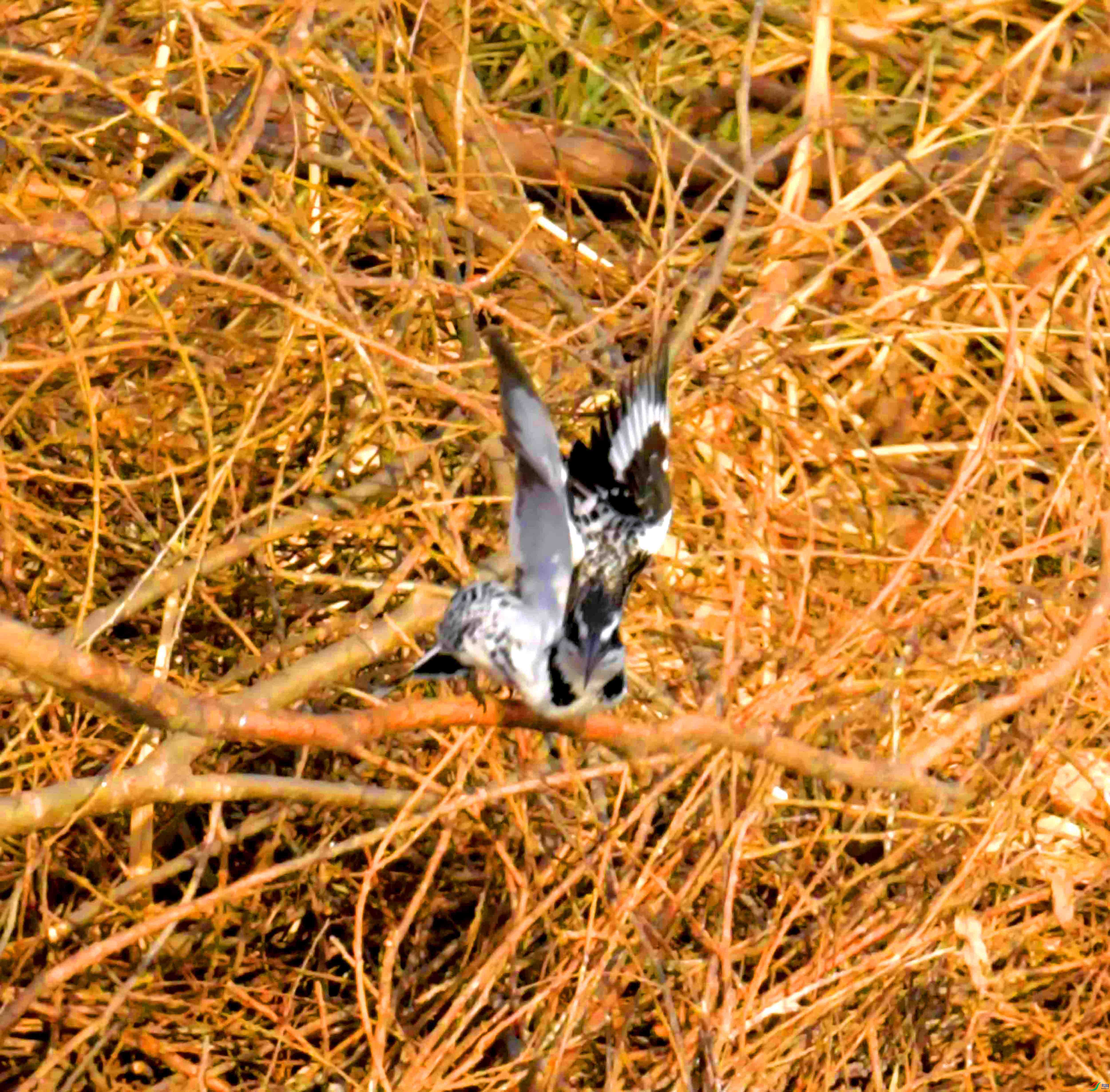 DSC_5421.JPG