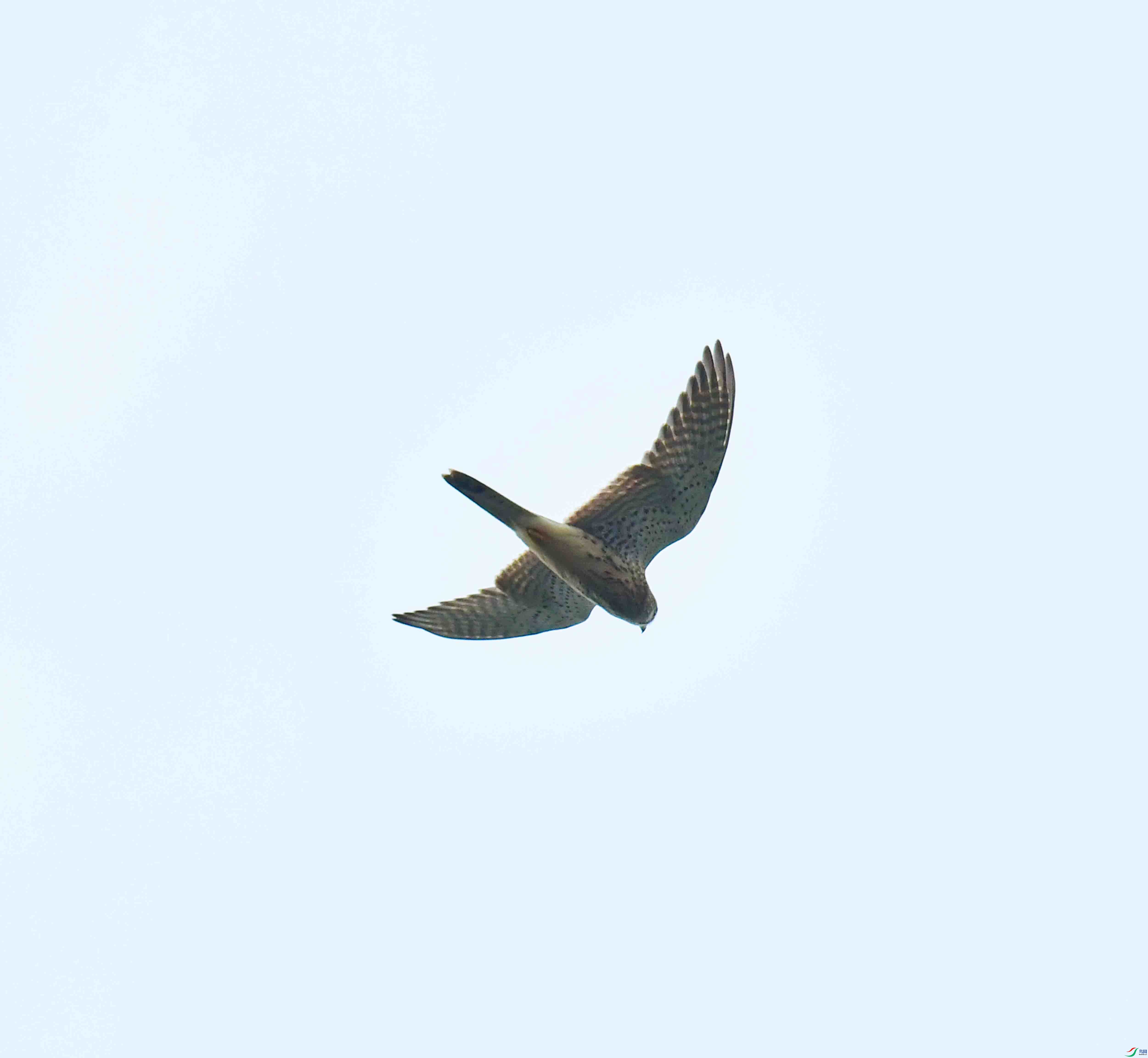 DSC_4077.JPG