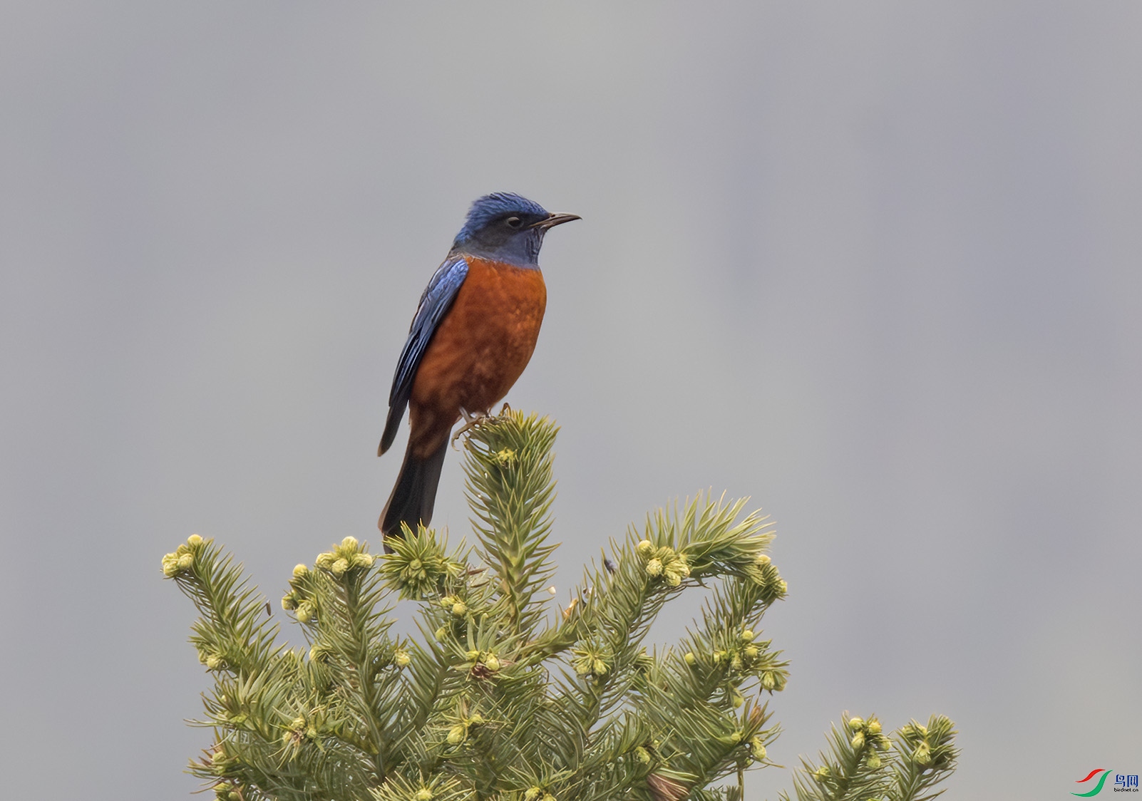 2I1A0405-����ǿ-NR ����.jpg