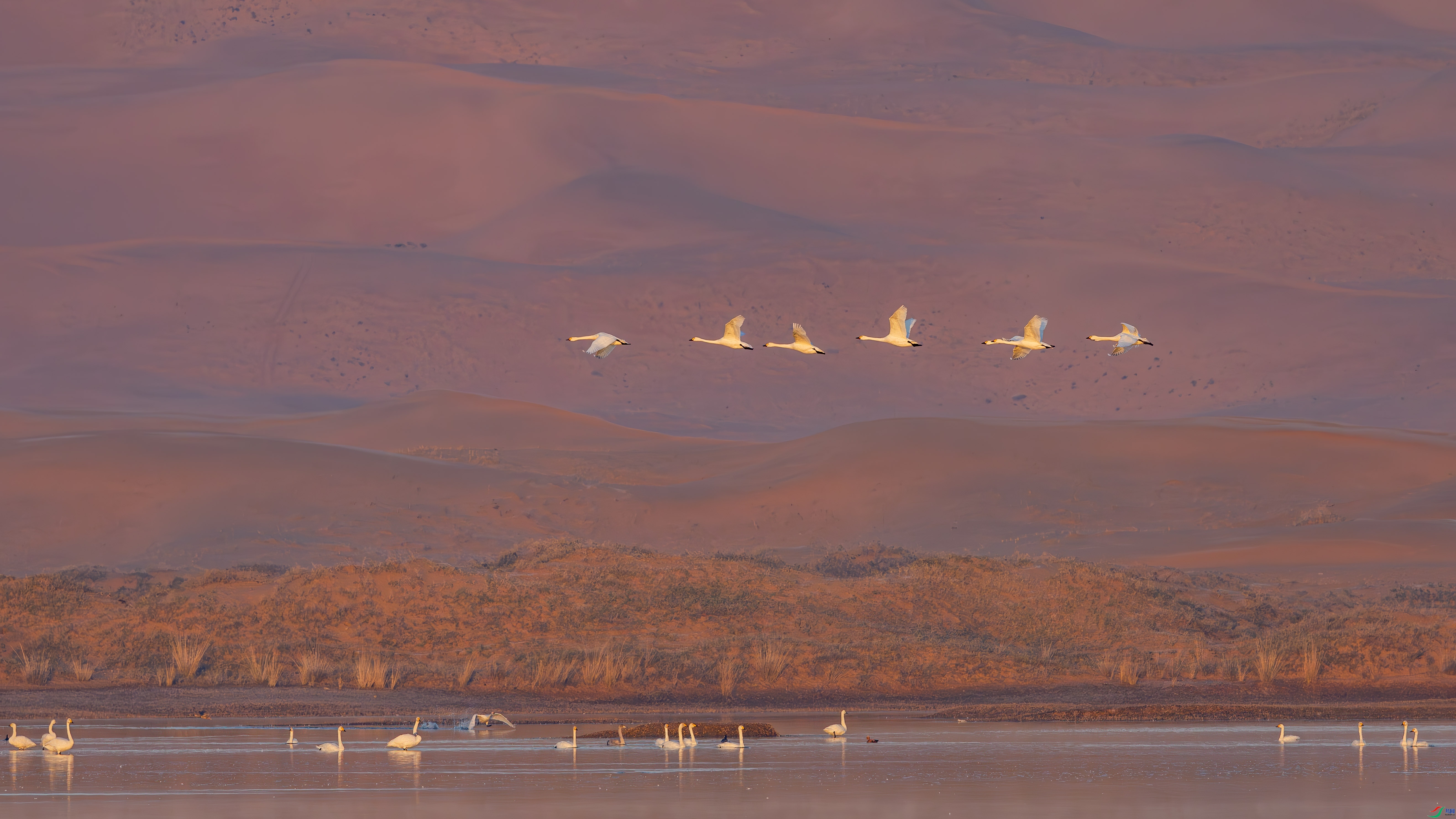 ��ɳ��ˮ����  �䱾����.jpg