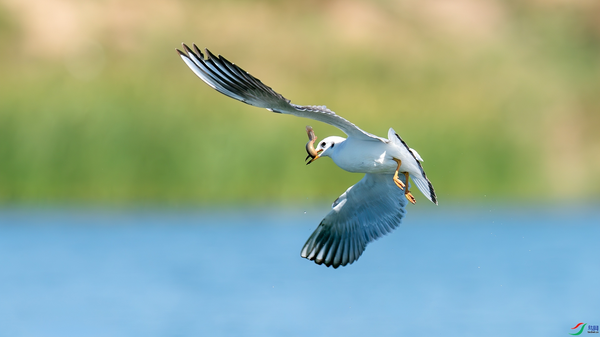 ���㷭��  ���� �������� �ܶ�.jpg