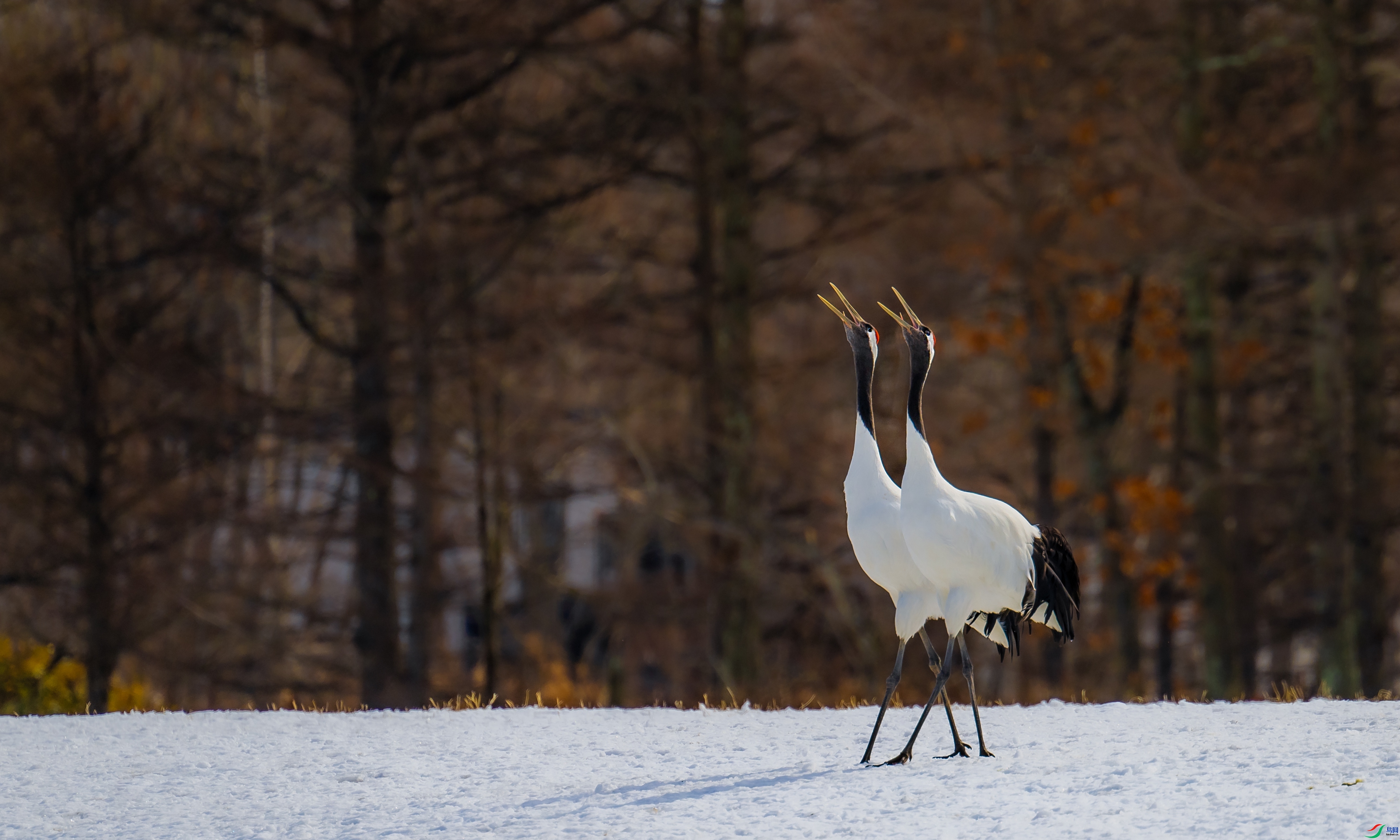 ѩ�غ���  ���� ��������bj  �ܶ�.jpg