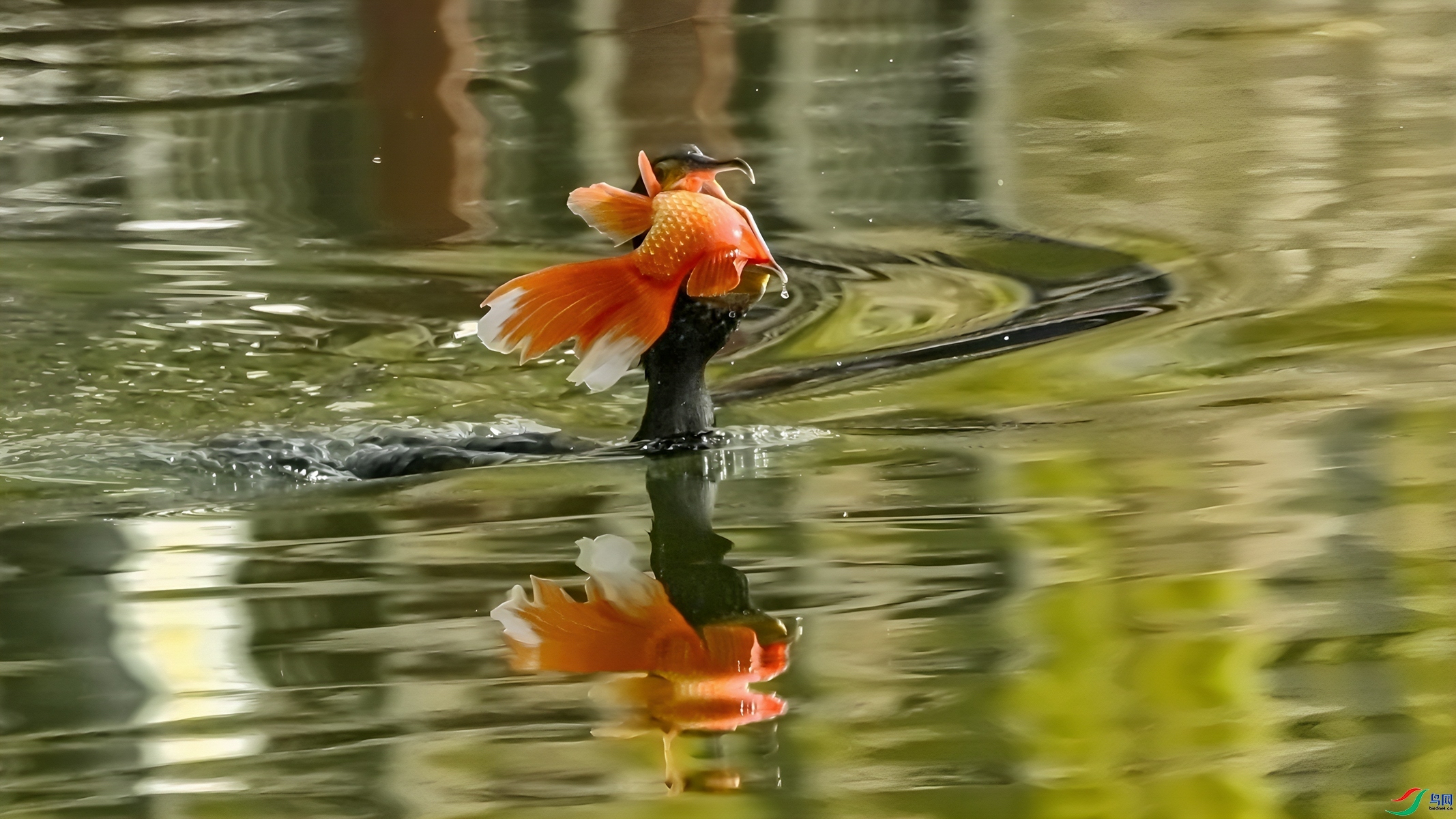 ����󼪣����˵�ͷ������������ СС�ո� ����.jpg