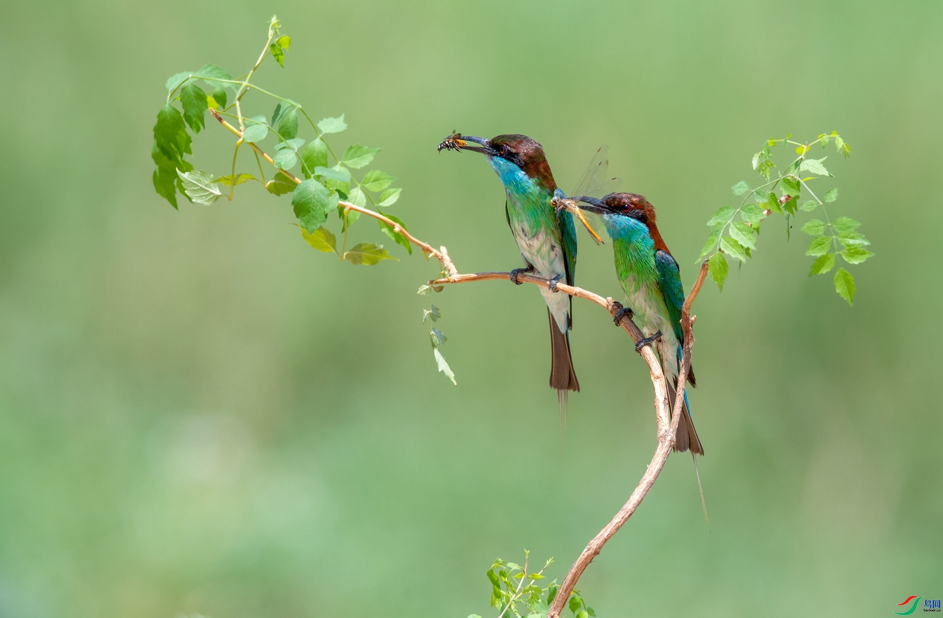 ������� ���� ���� ����.jpg