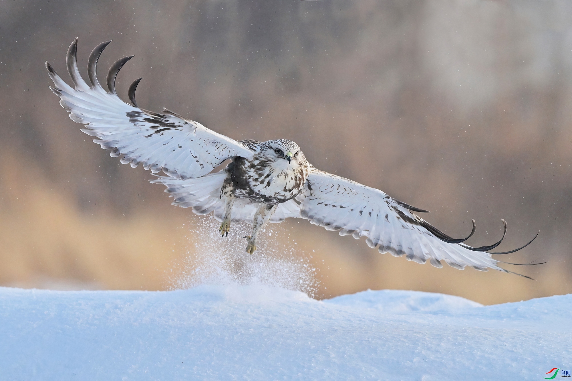 ̤ѩ���� ���� 0451x  ����.jpg