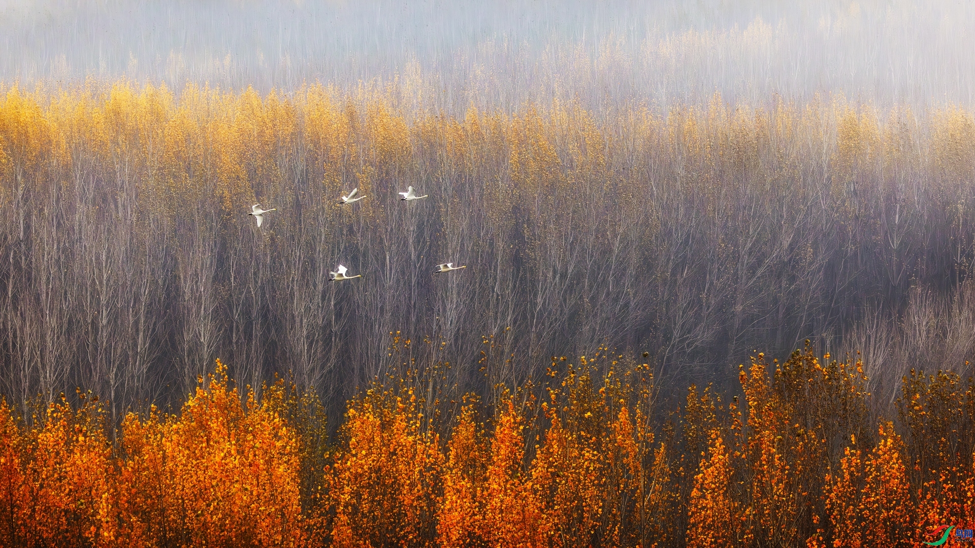 �ɹ�����  ���� ��־���� ����.jpg