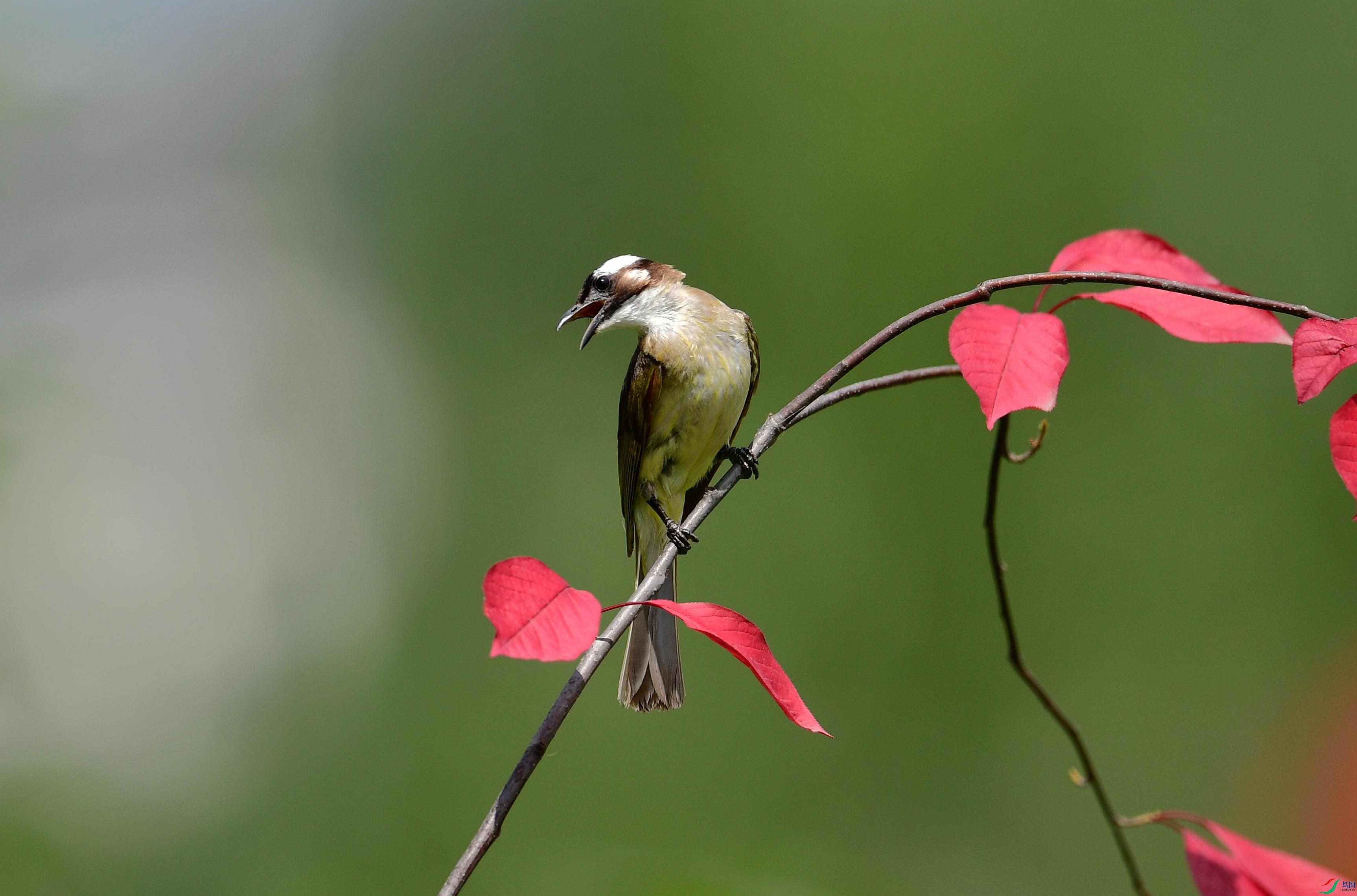 WZL_9928_����_.jpg