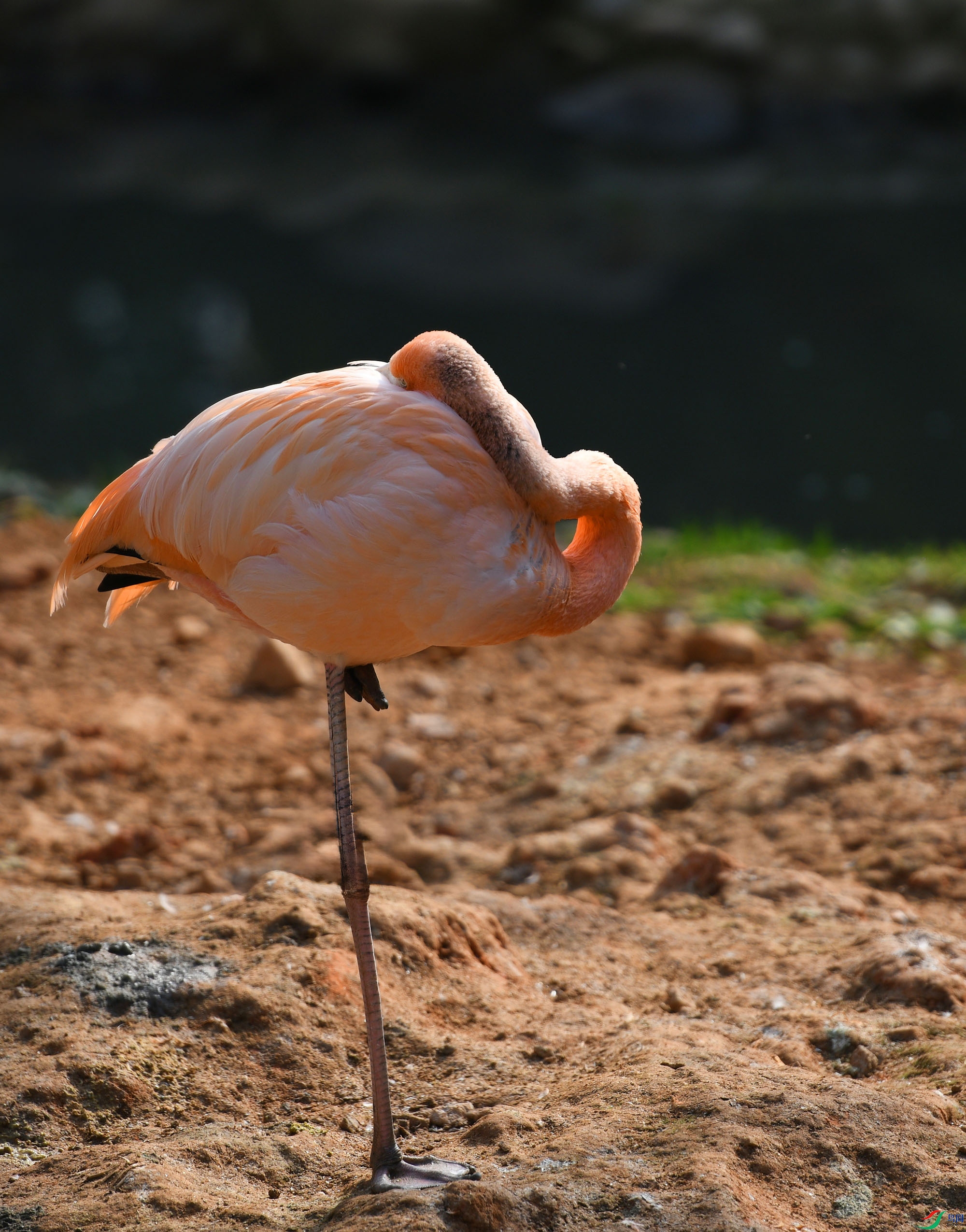 DSC_9160 ����.jpg