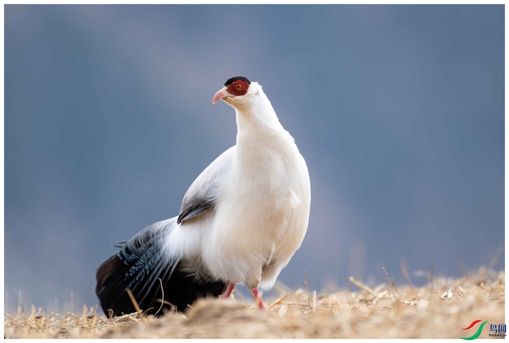 _DSC9582-����ǿ-NR ����.jpg