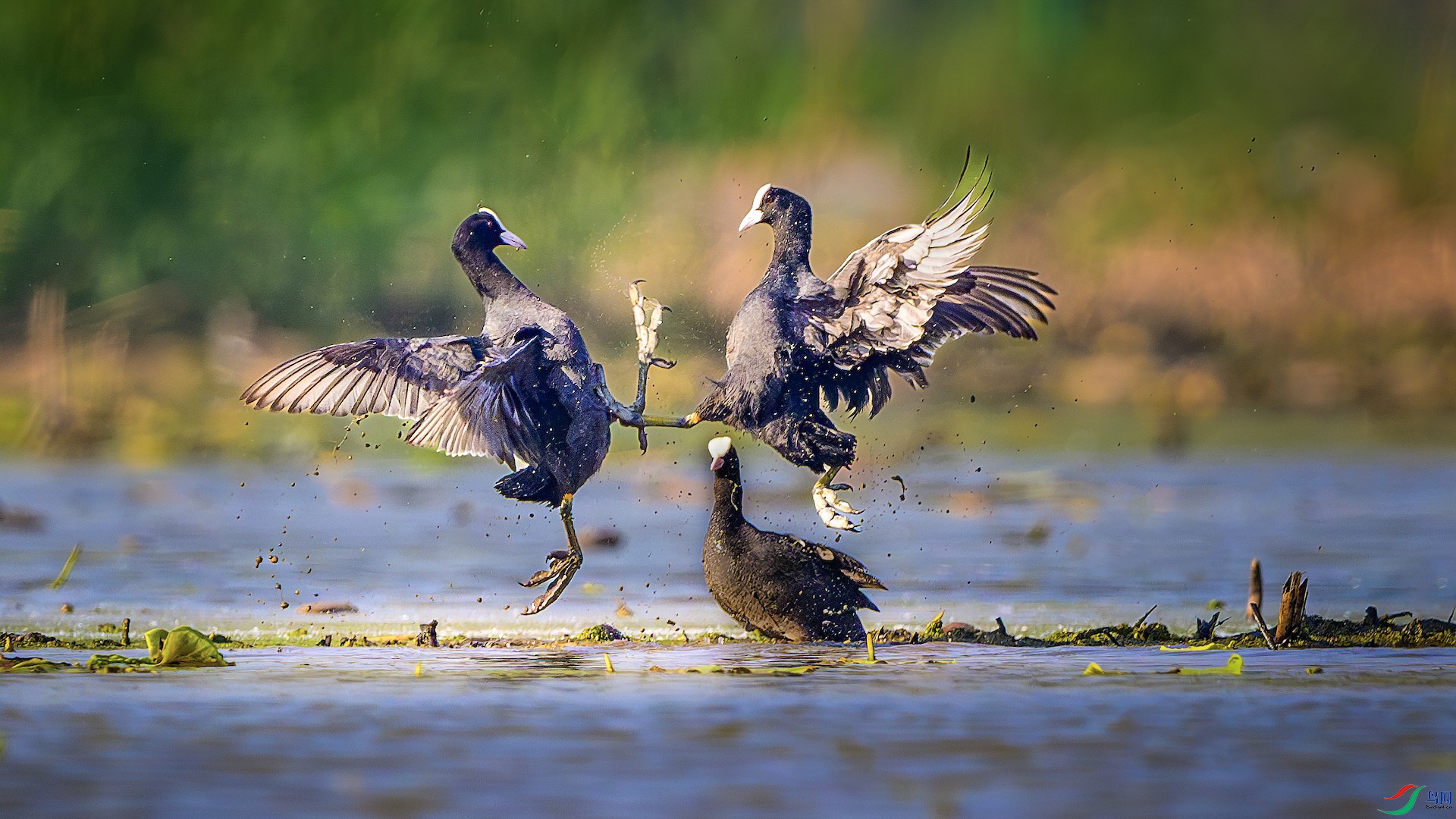 _XXL6253-����ǿ-NR ���� 2.jpg2.jpg