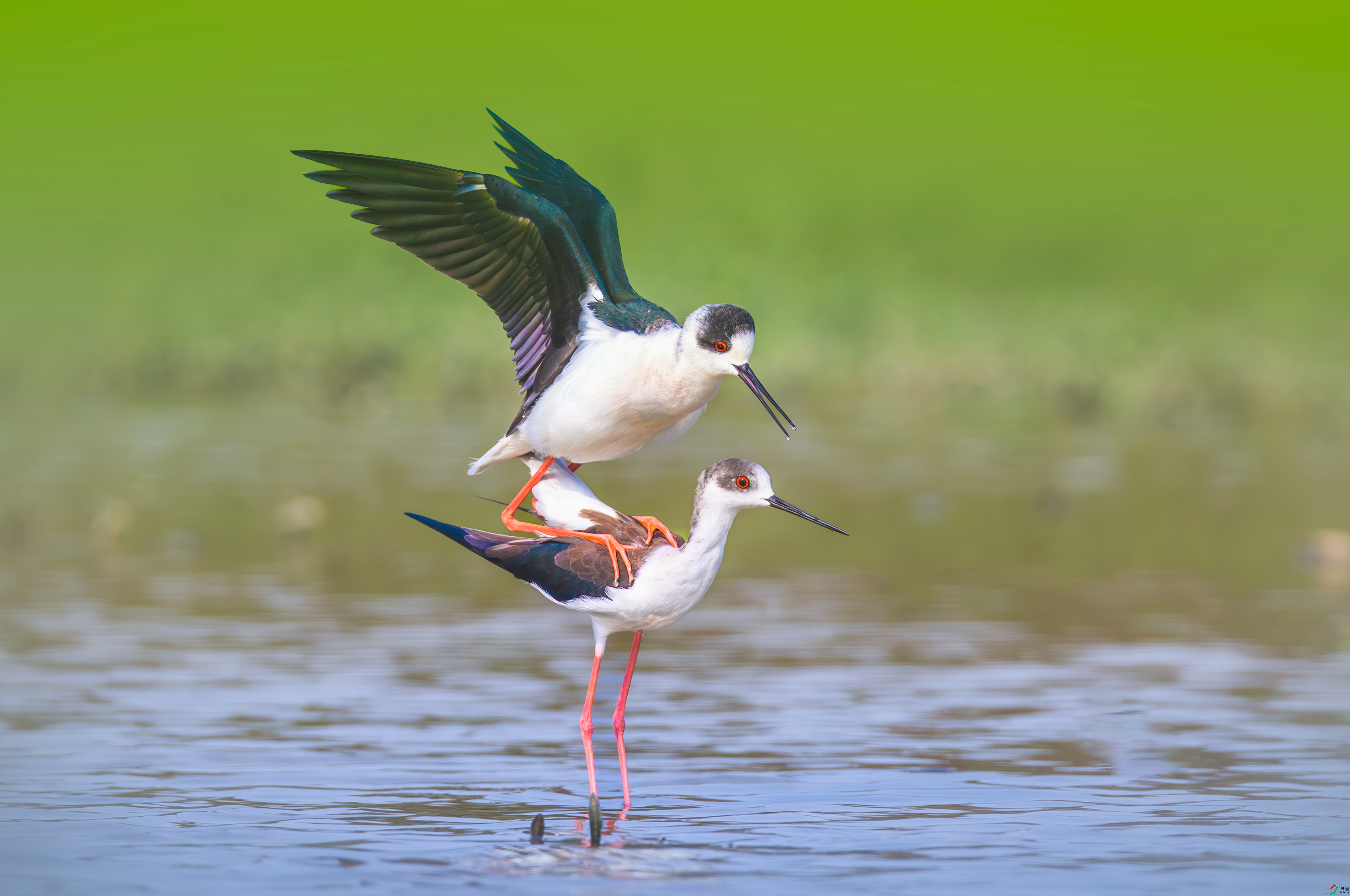 1.30С������ʦ��Ʒ   �罺���� ��ף���ٻ�ÿ�ռ�����.jpg