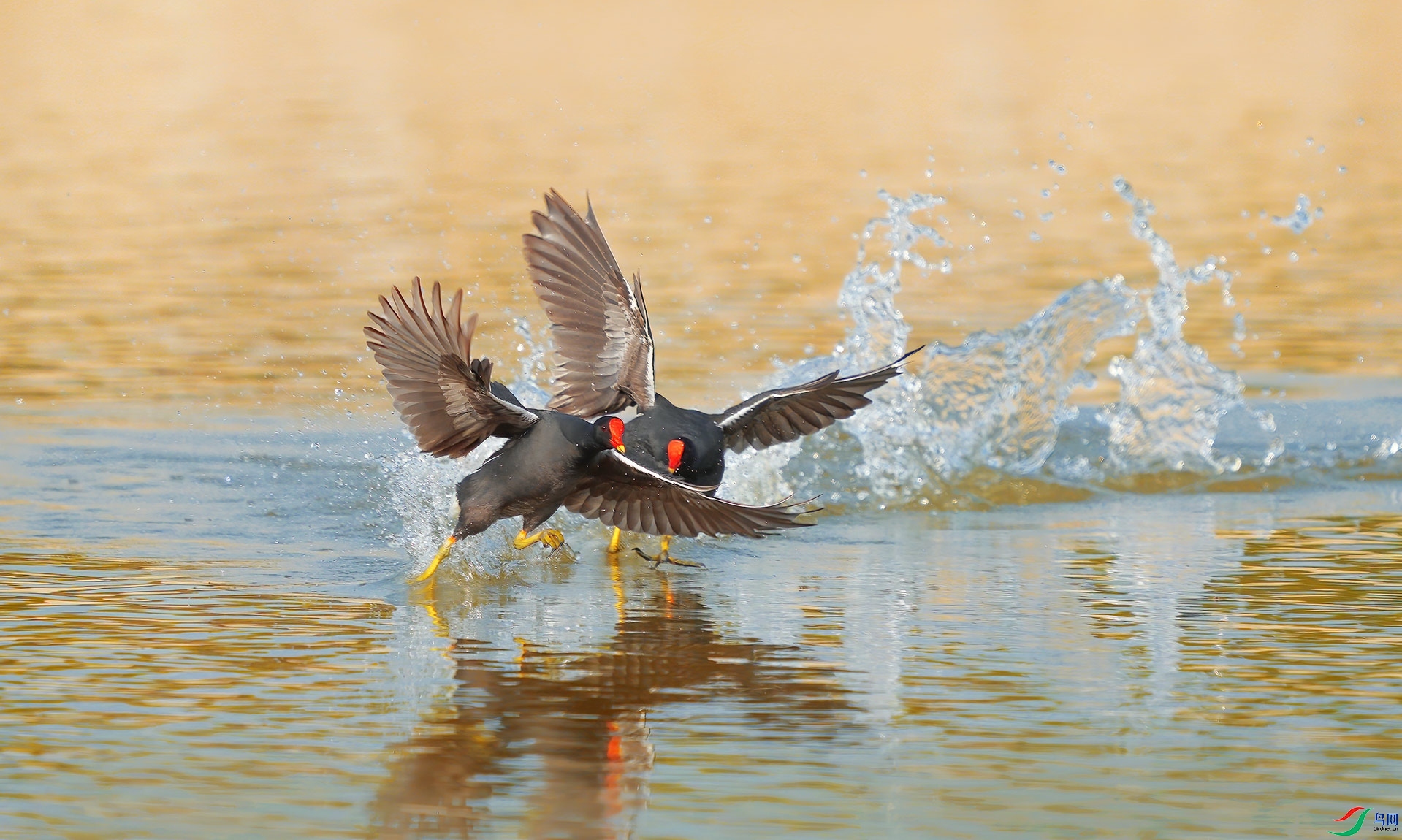 1.31��������ʦ��Ʒ   ������ ��ף���ٻ����Ѿ�����.jpg