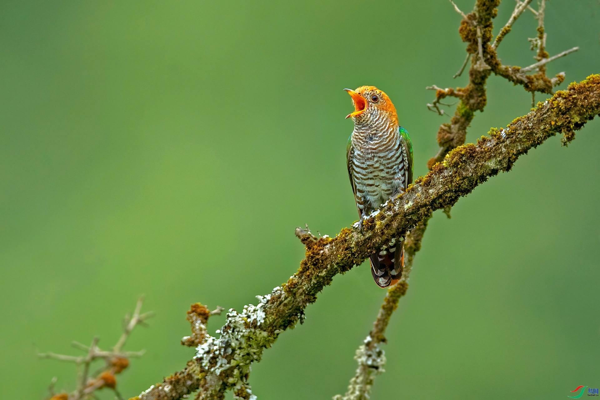 2.1��������ʦ��Ʒ   ���� ��ף���ٻ����Ѿ�����.jpg