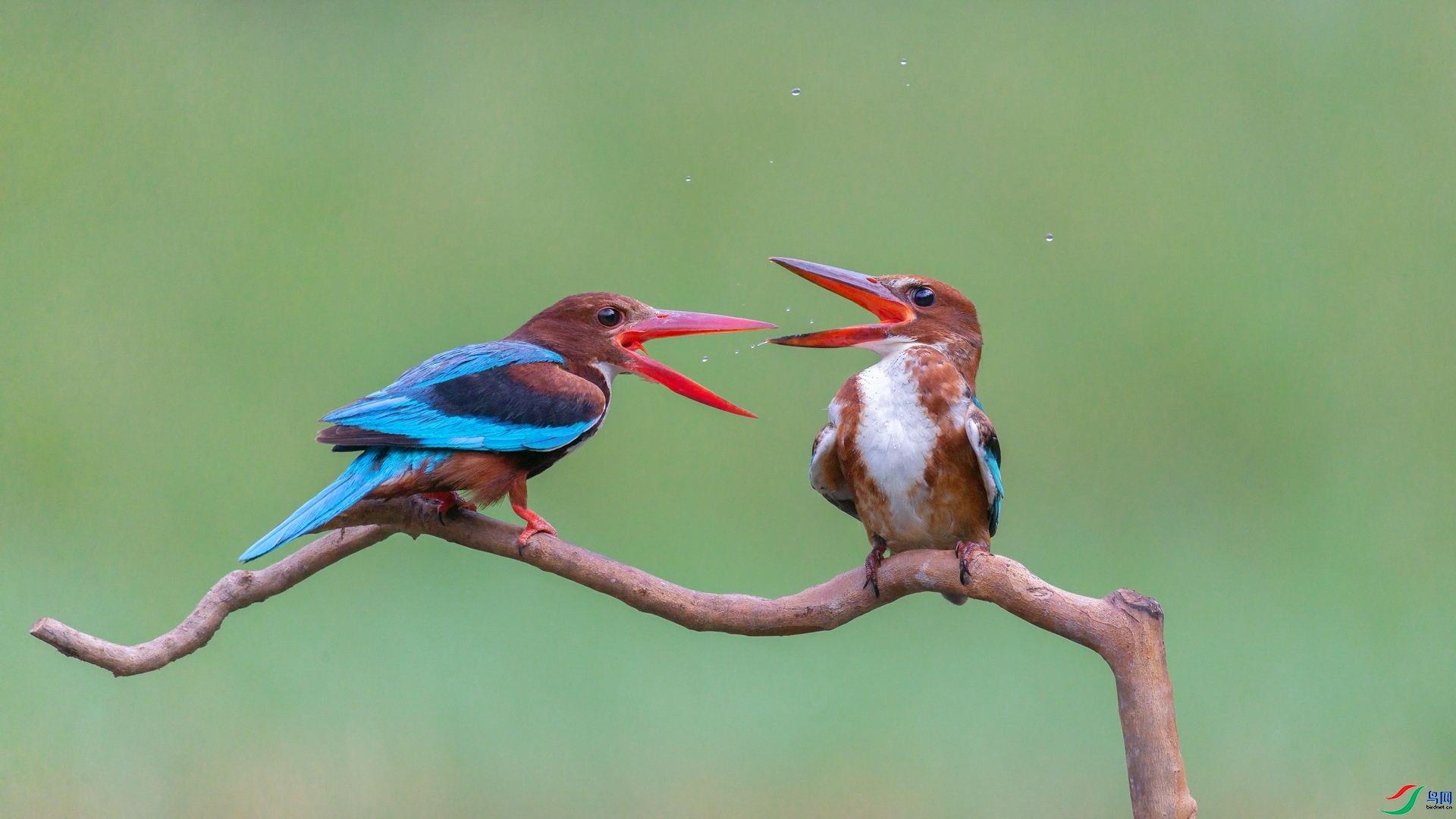 2.2Դ����Ȼ��ʦ��Ʒ  ����ǹ�ལ�� ��ף���ٻ����������.jpg