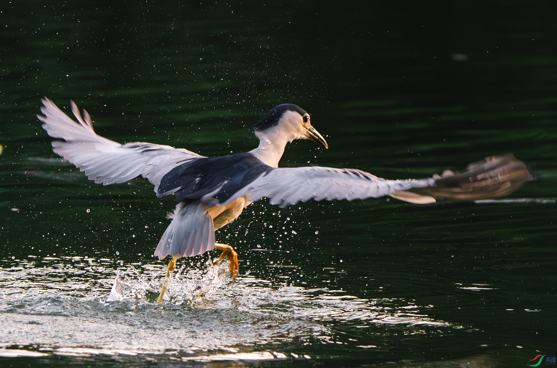 DSC_2994-����ǿ-NR ����.jpg