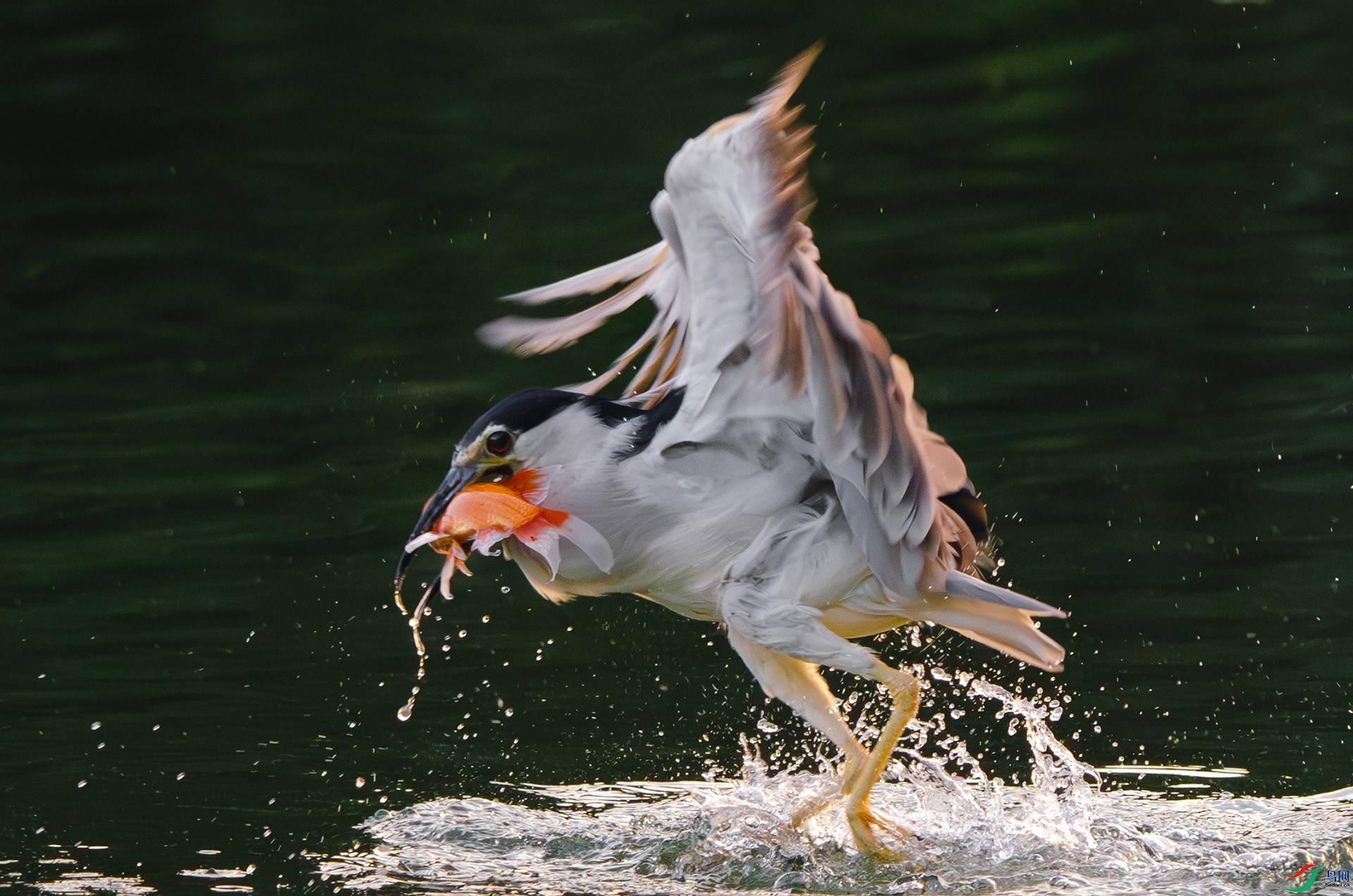 DSC_3005-����ǿ-NR ����.jpg