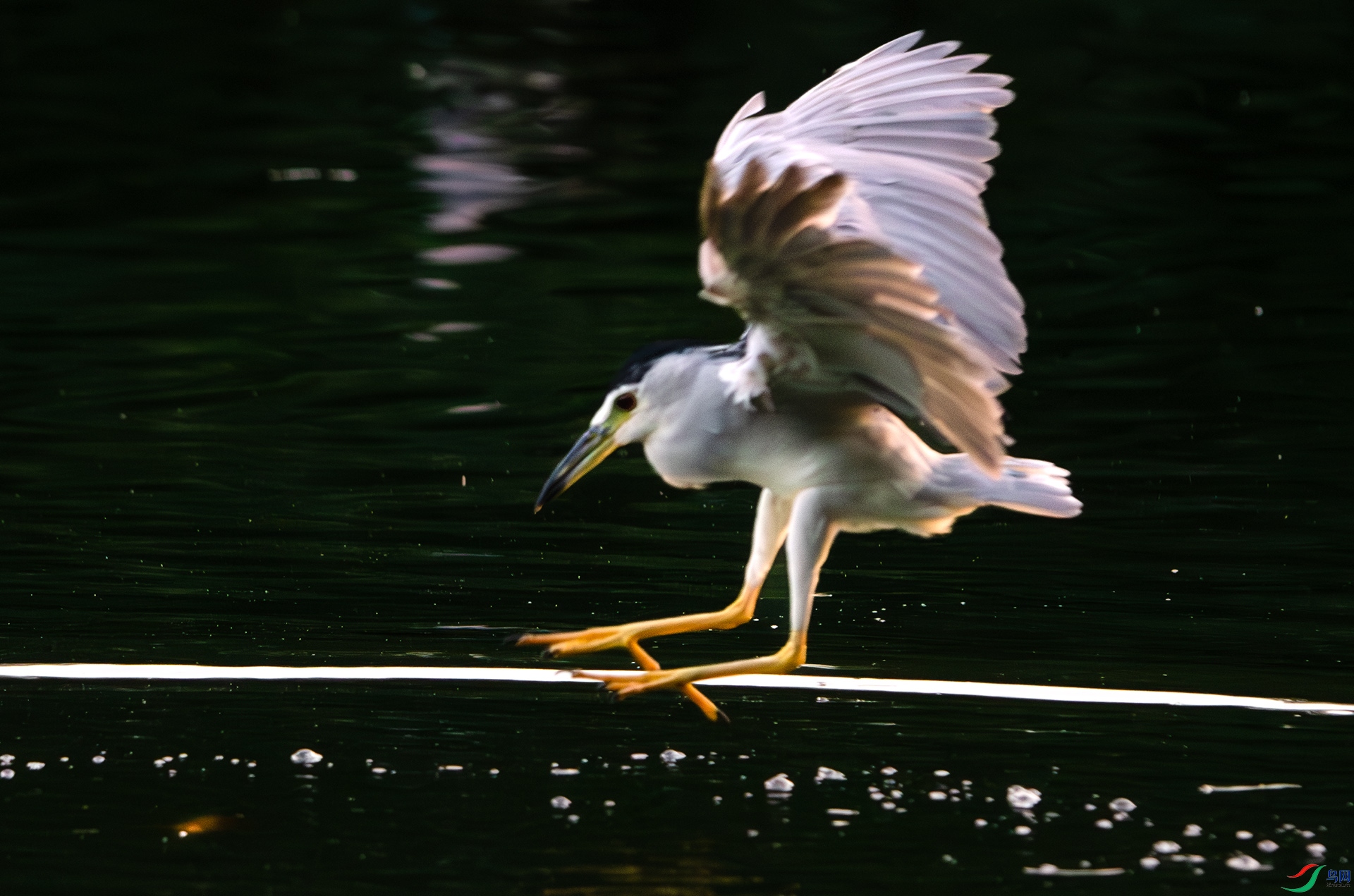 DSC_3011-����ǿ-NR ����.jpg