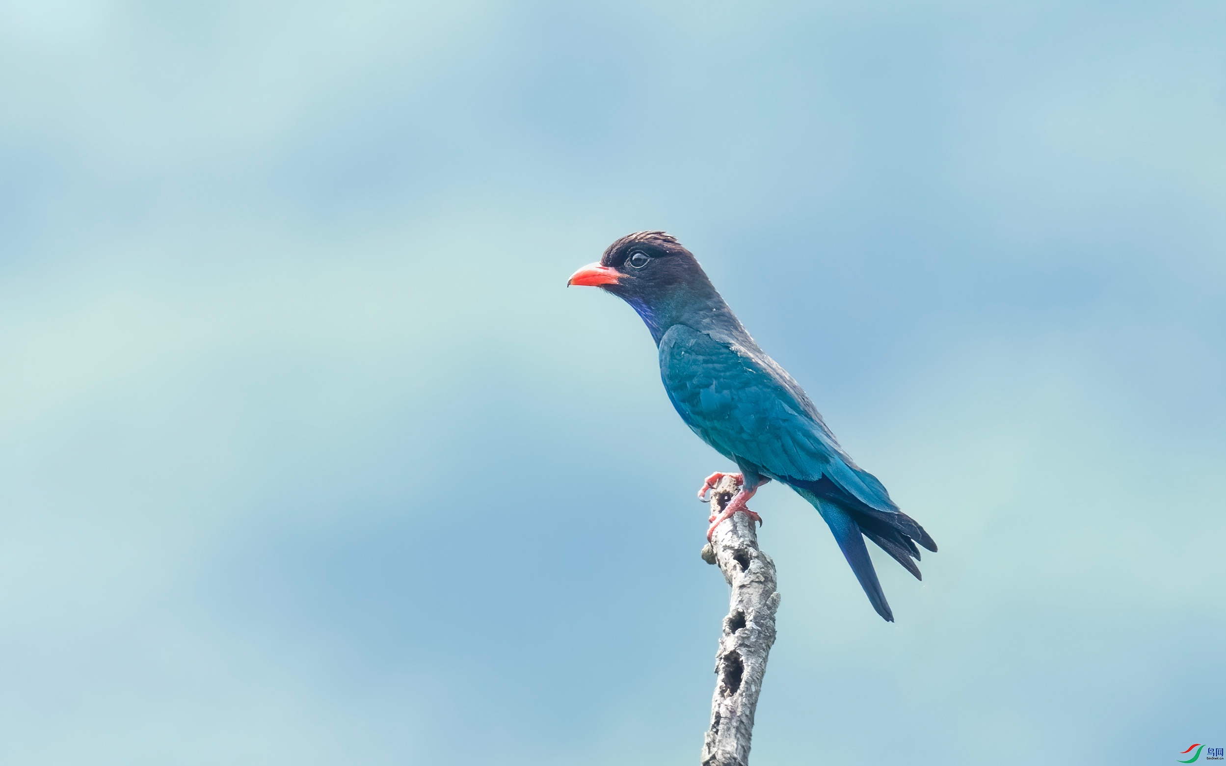 262-����-DeNoiseAI-standard.jpg