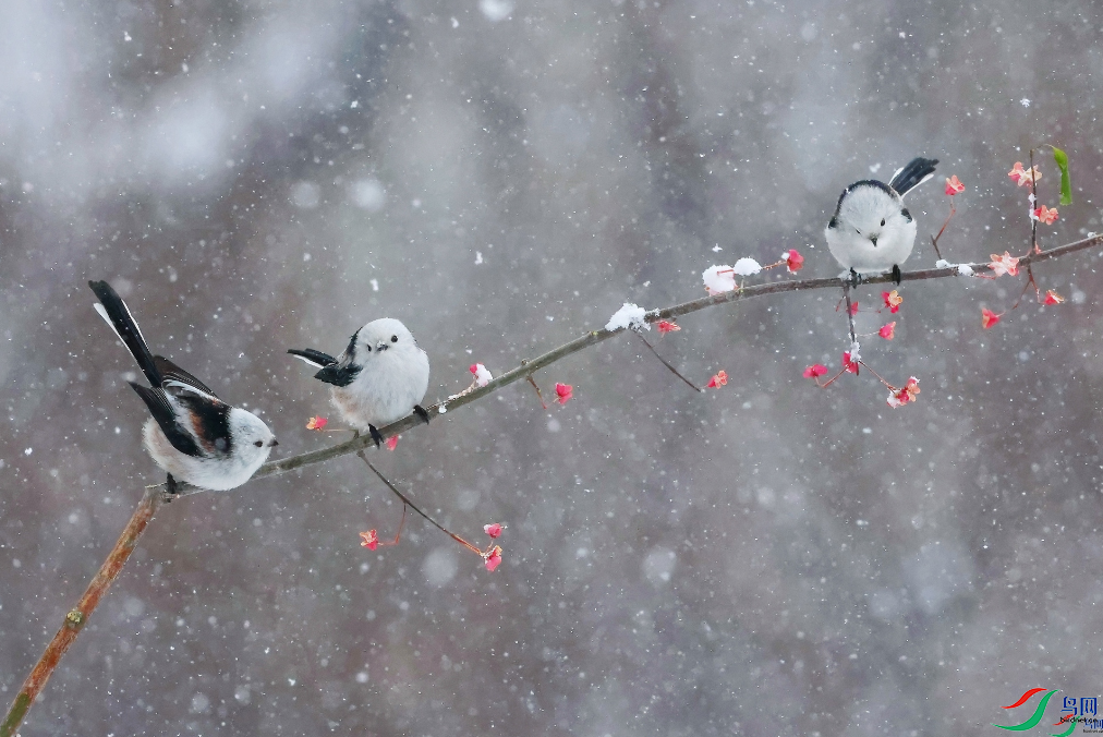 ���Ŀ��� ѩ��С���飨�ٻ�ÿ�ռ�����3.png