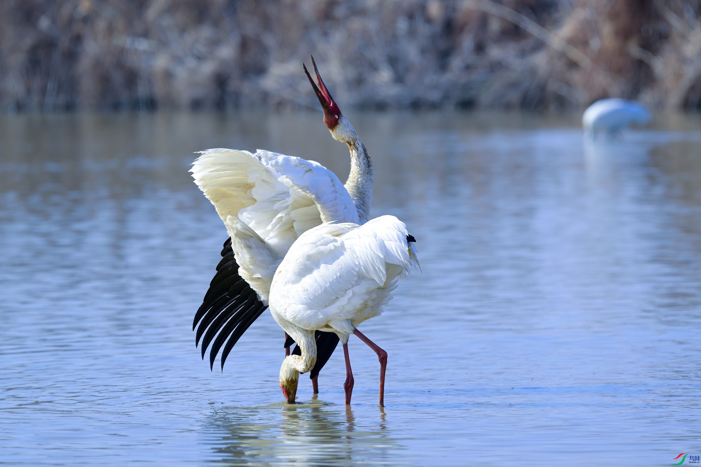 _DSC5031x.jpg