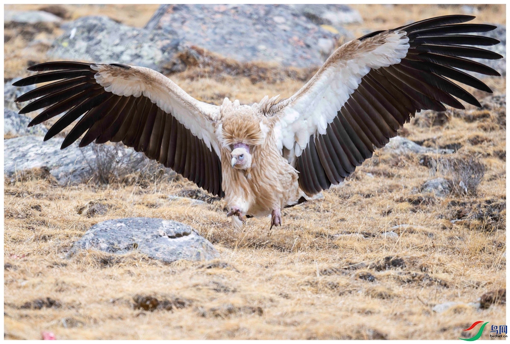 _DSC5397-����ǿ-NR ����_1.jpg