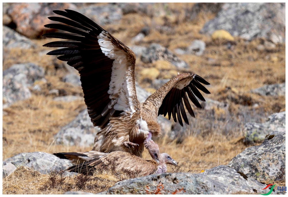 _DSC5321-����ǿ-NR ����_1.jpg