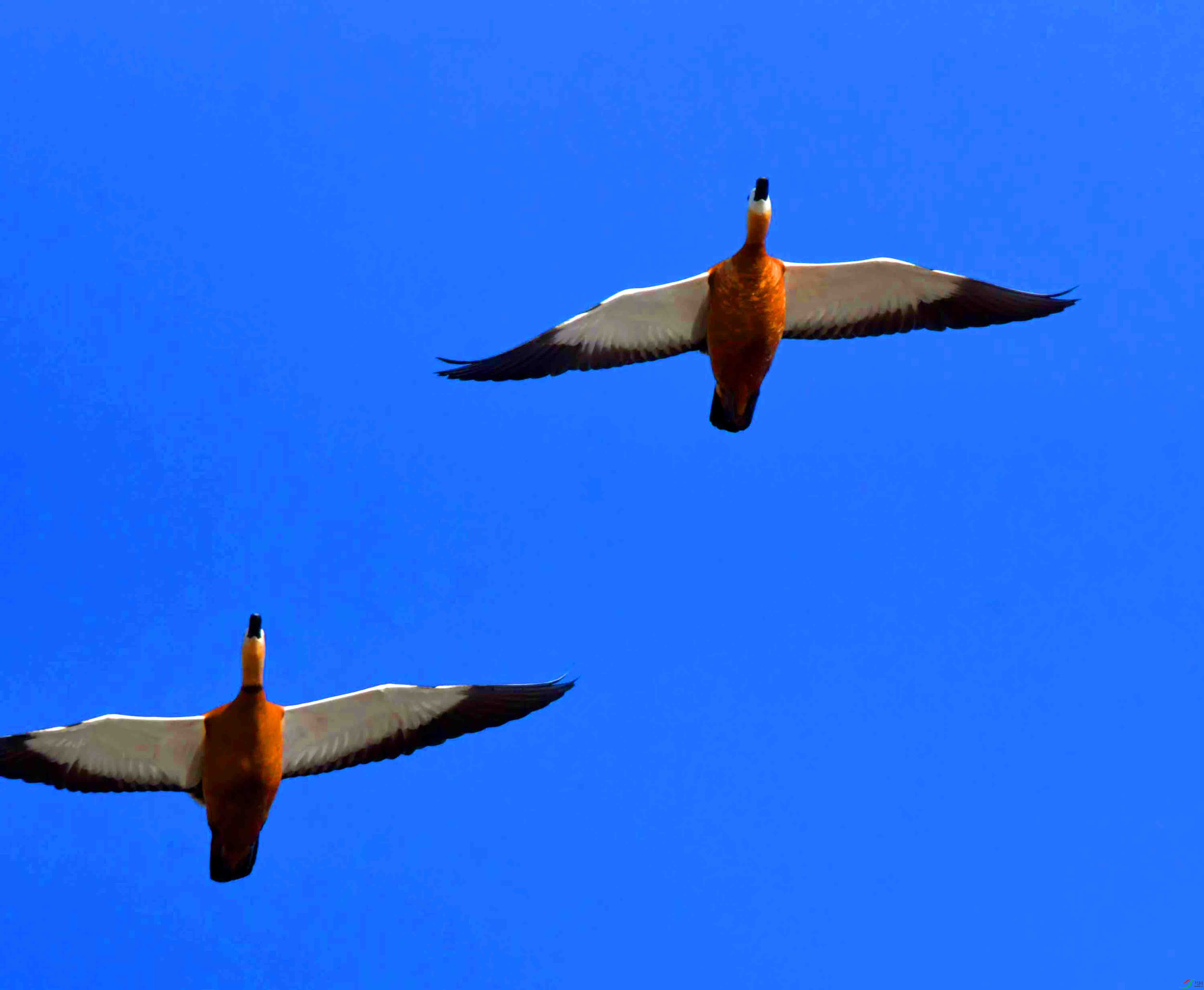 DSC_9099.JPG