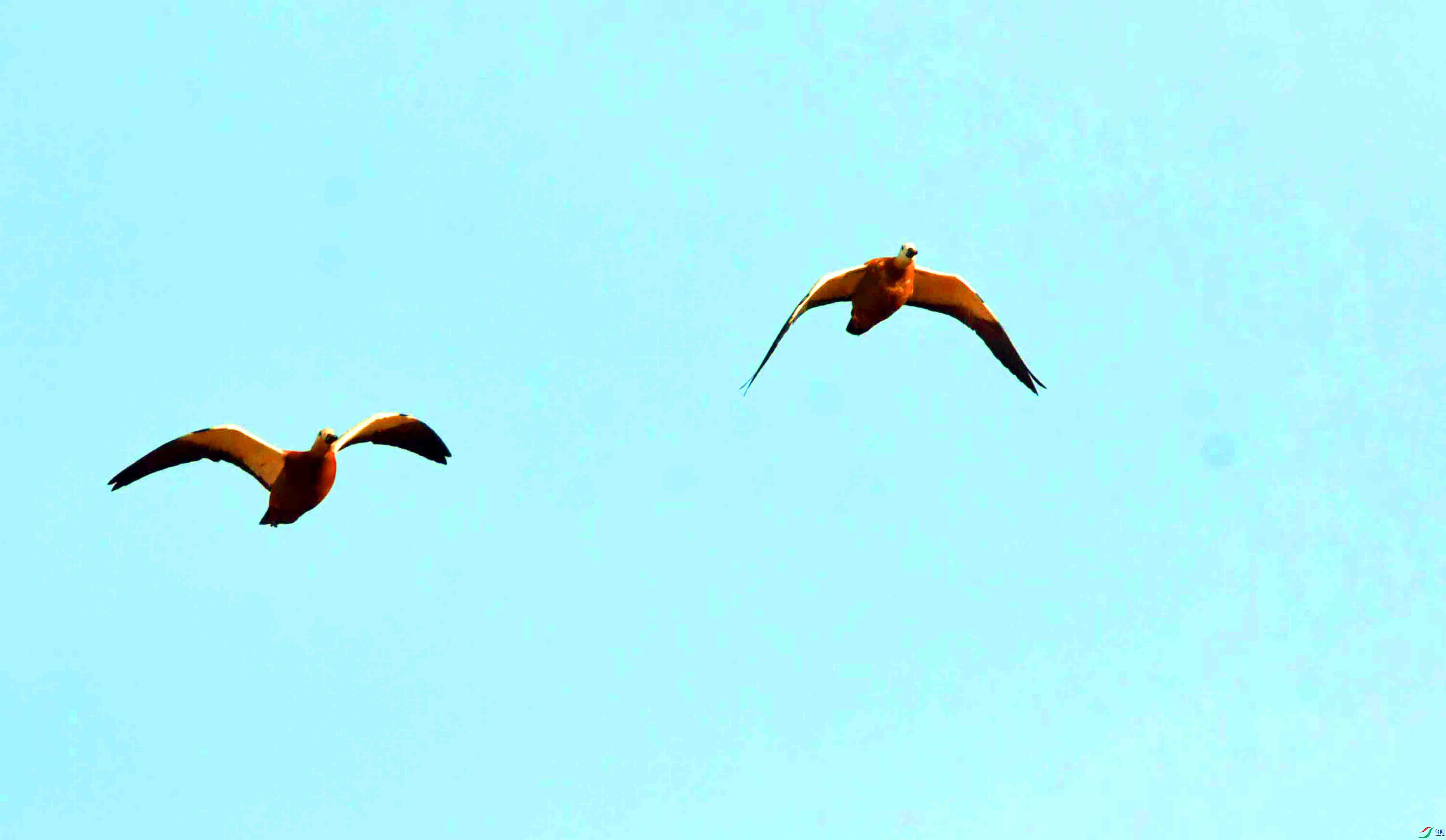 DSC_9134.JPG