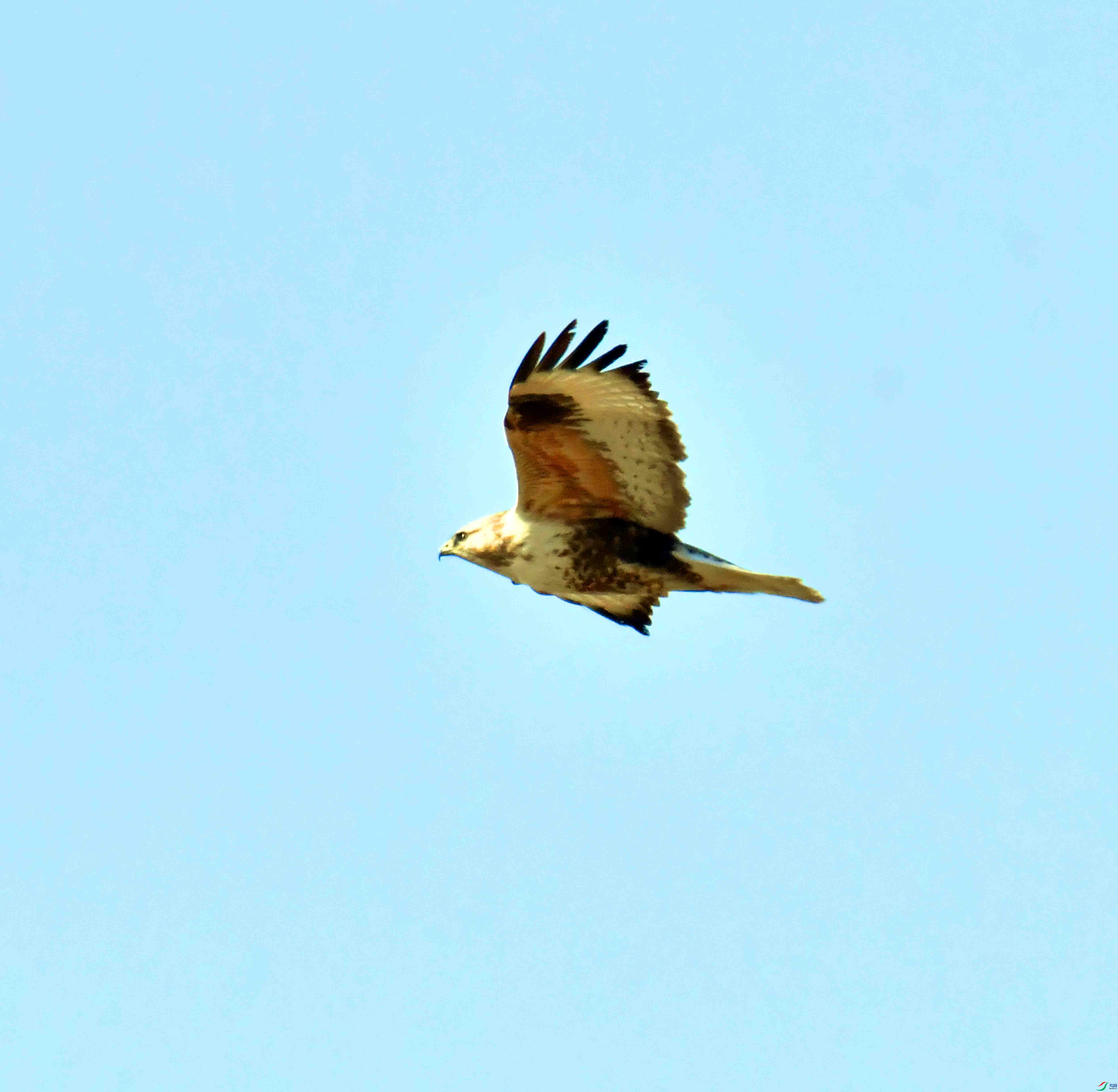 DSC_9585.JPG