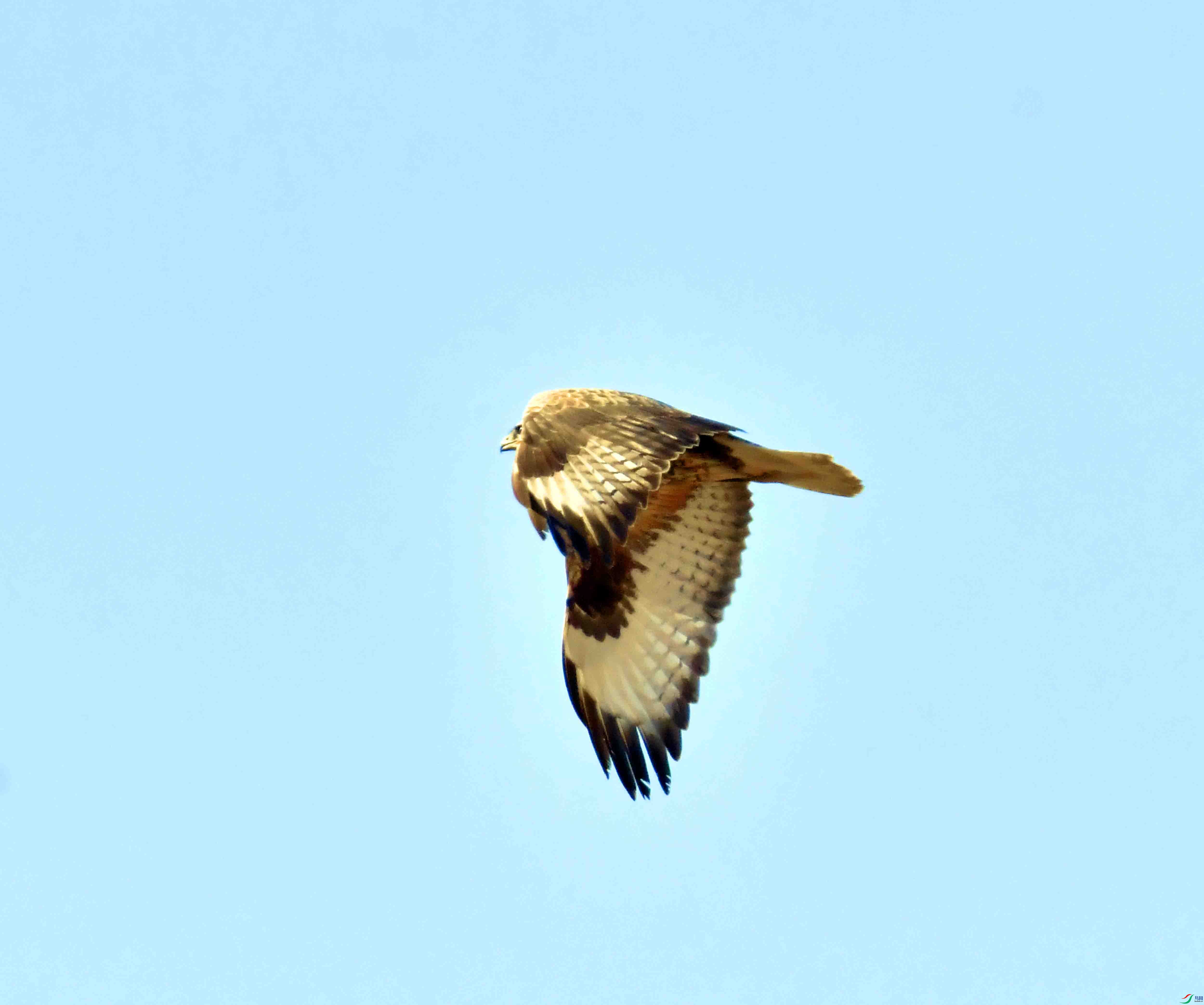 DSC_9590.JPG