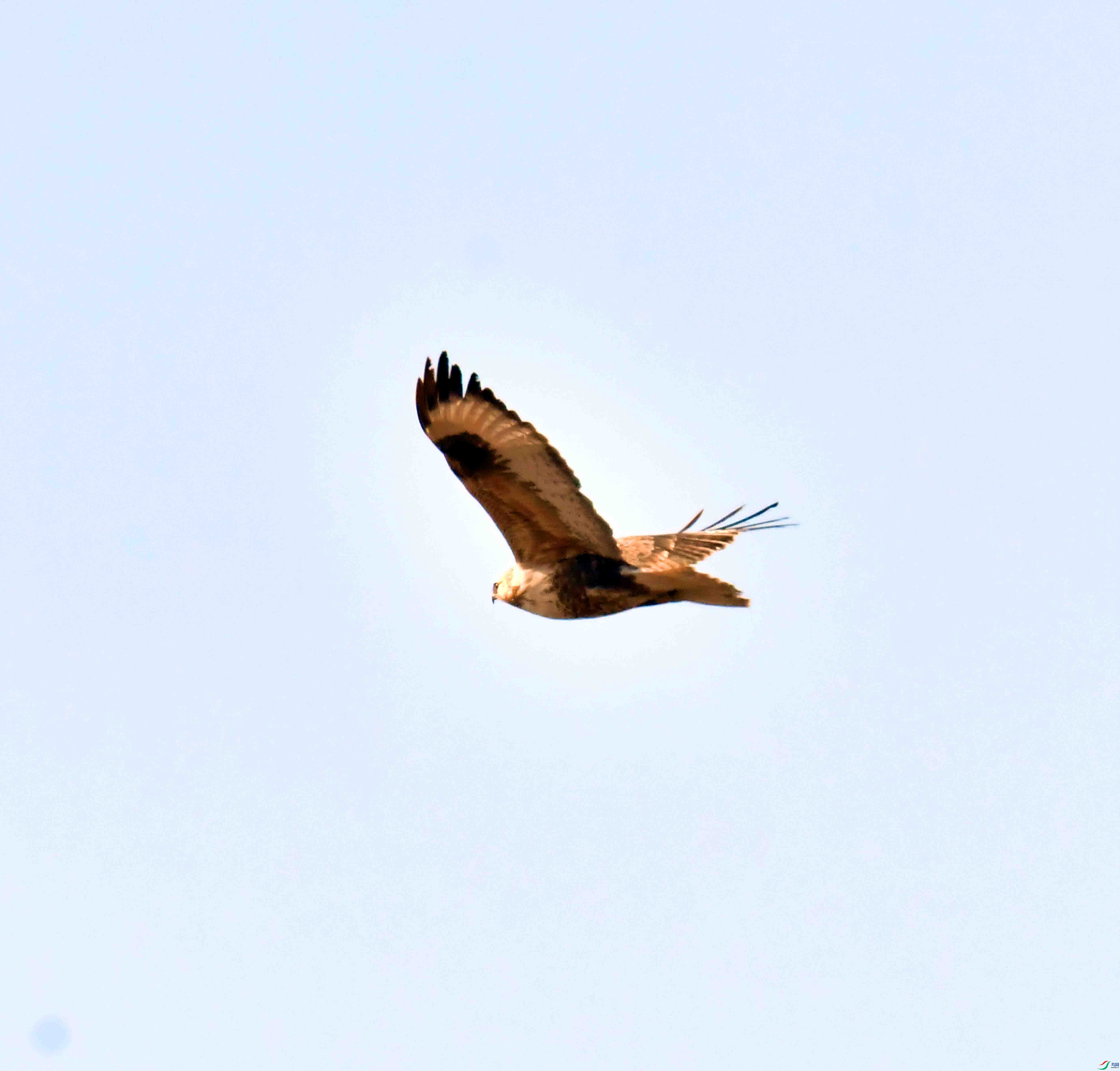 DSC_9594.JPG