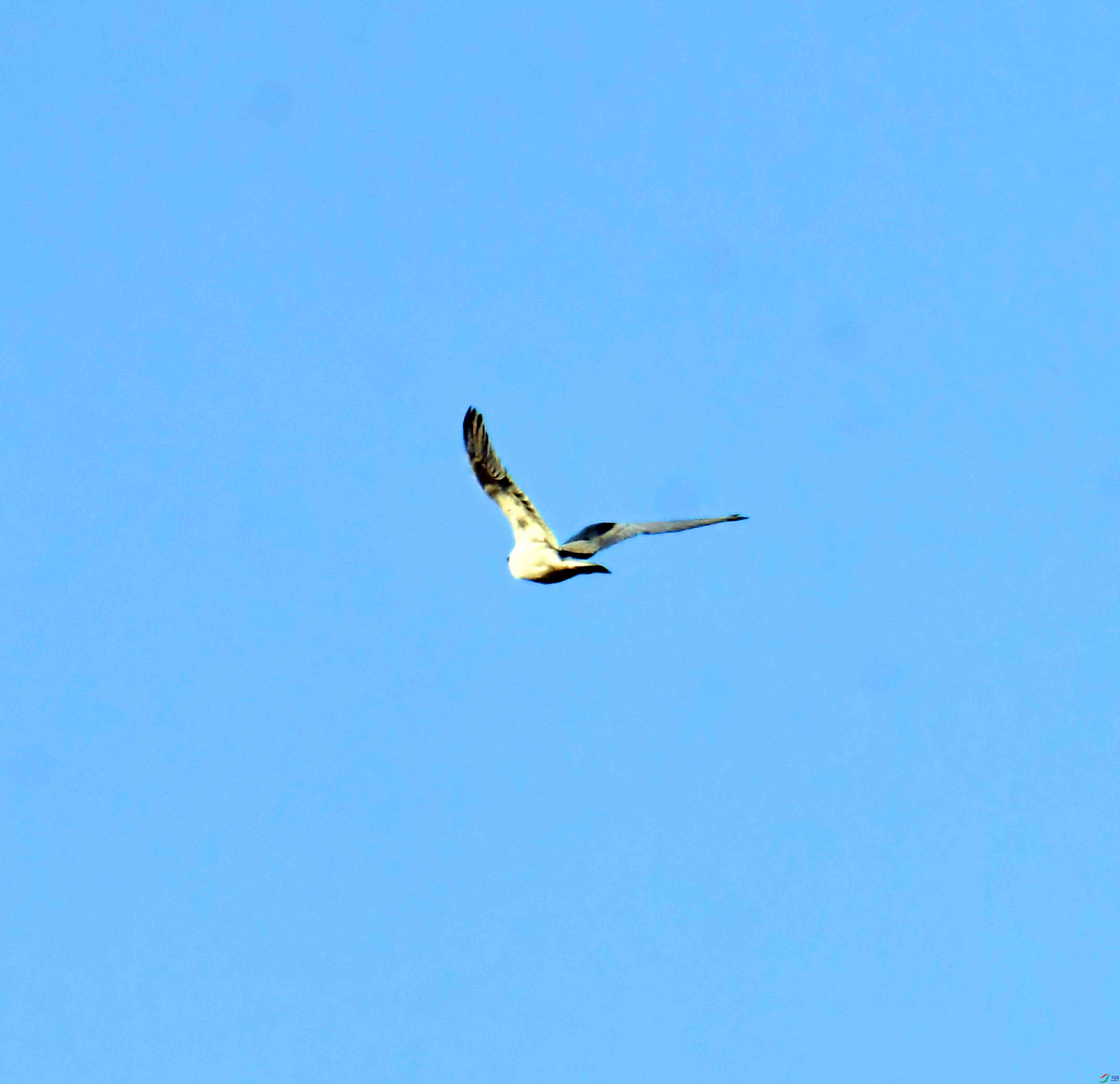 DSC_9591.JPG