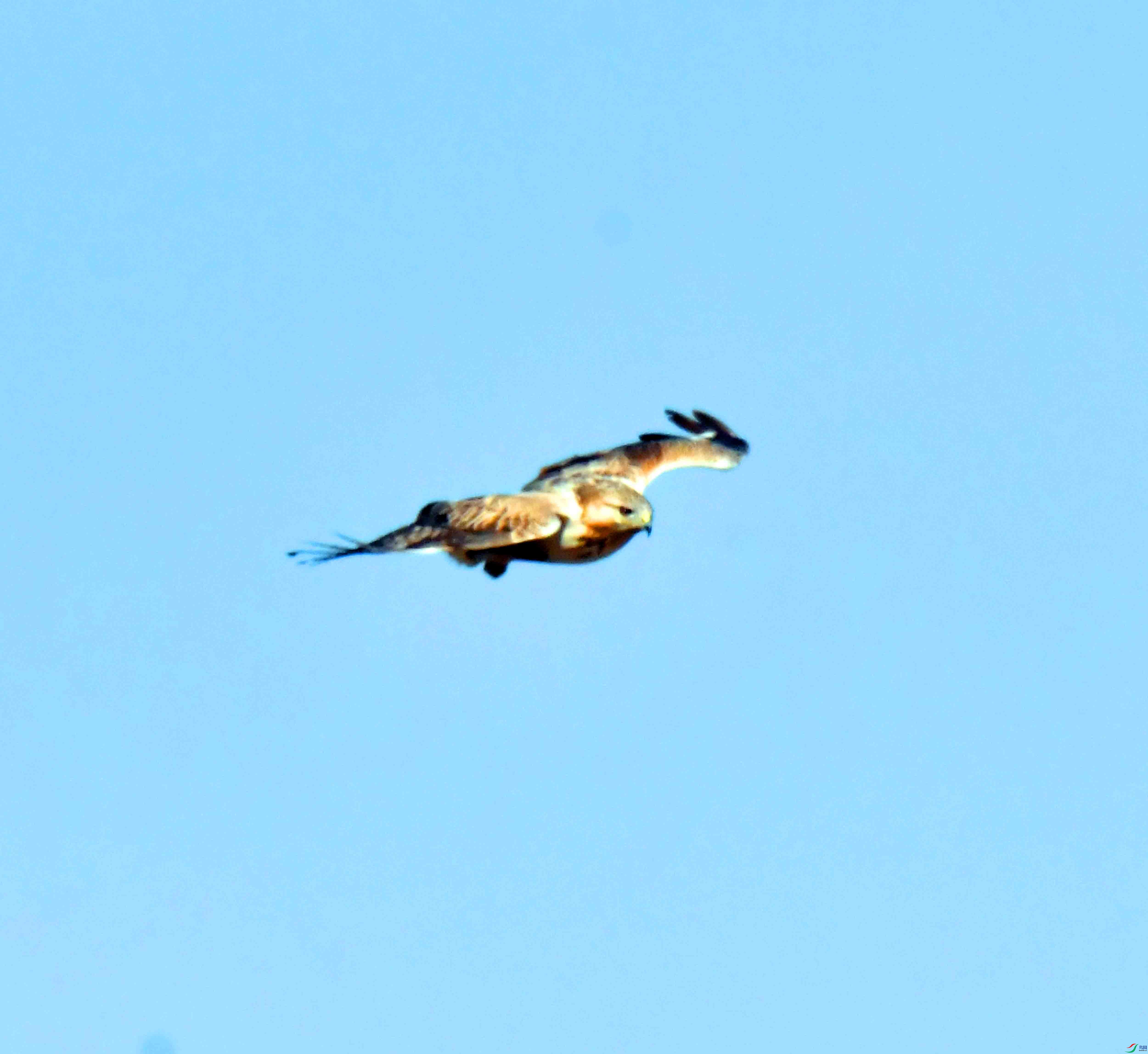 DSC_9640.JPG
